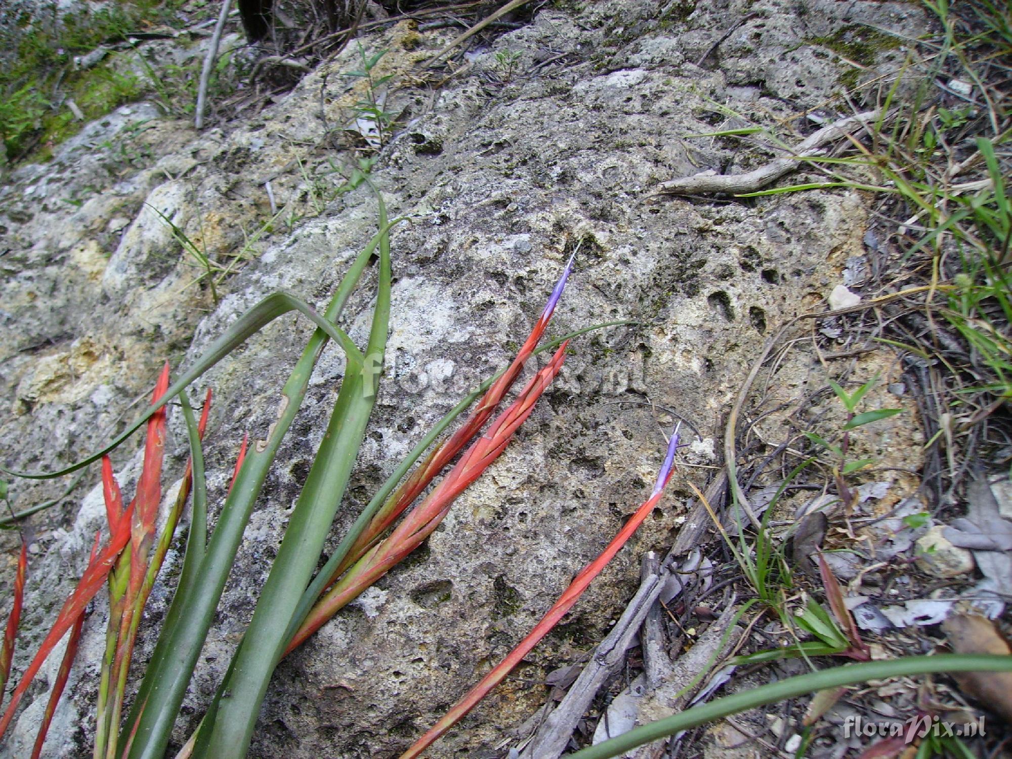 Tillandsia flabellata