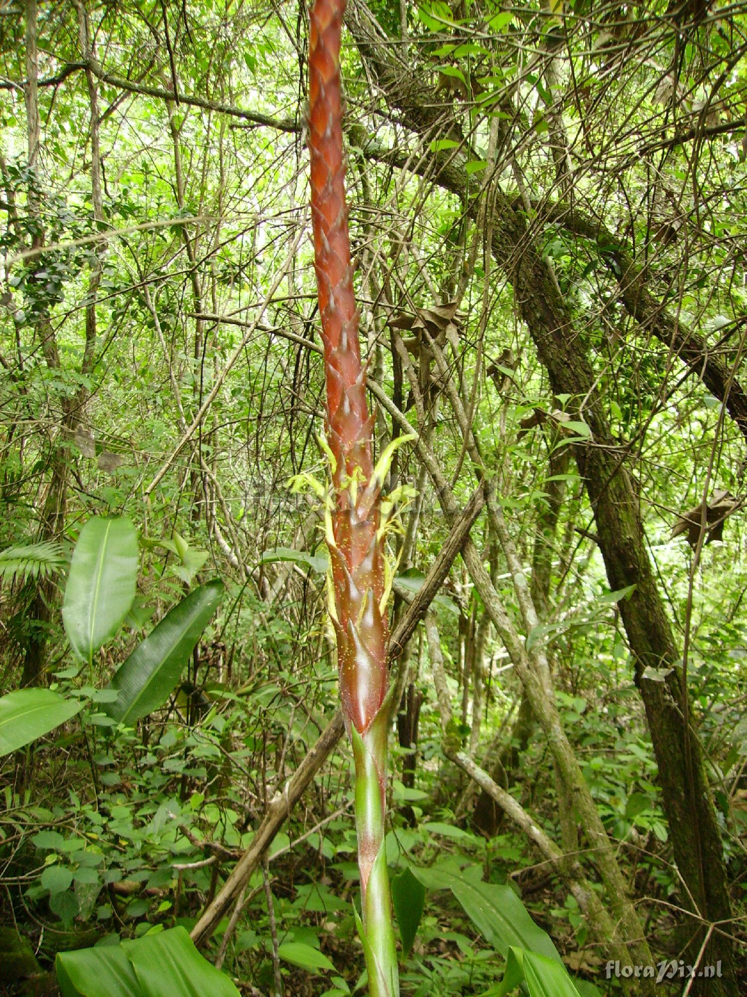 Pitcairnia imbricata ?