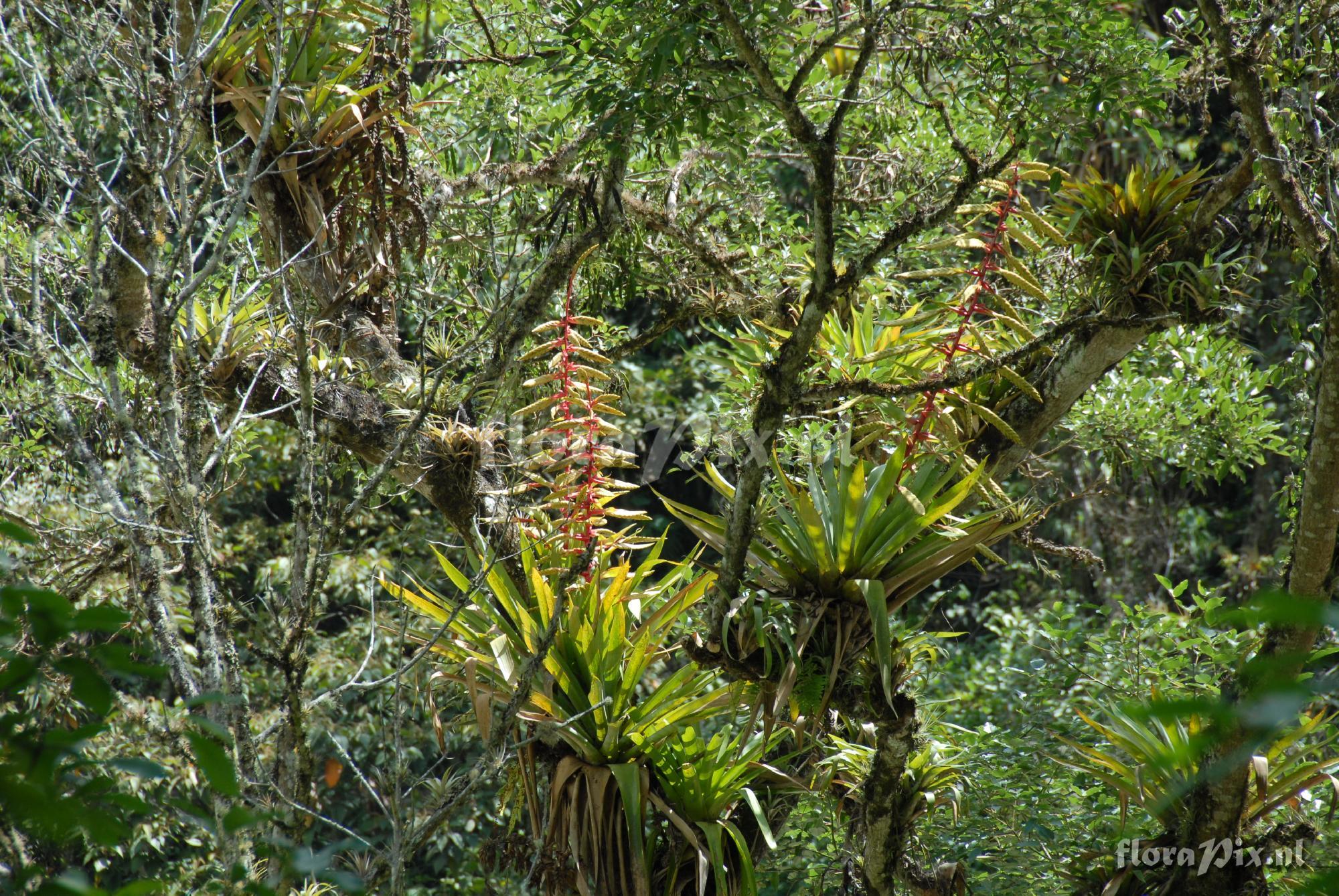 Tillandsia spec.