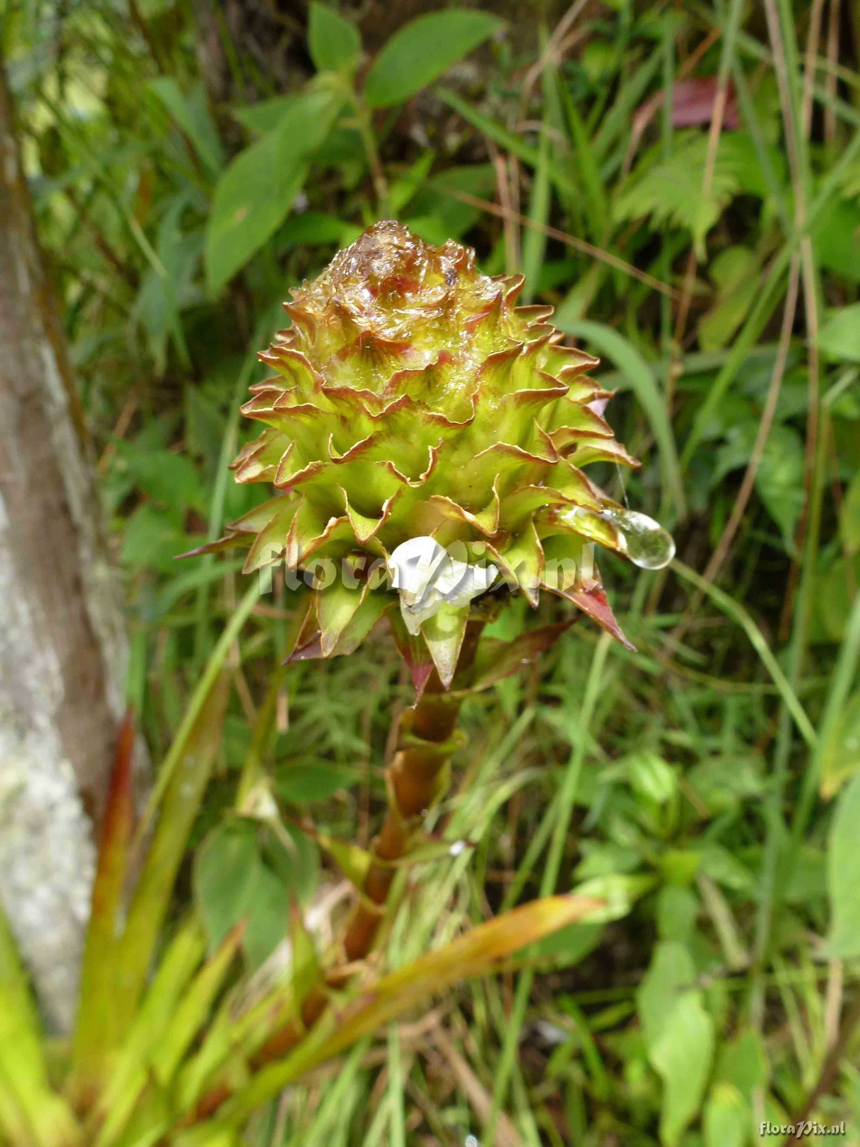 Guzmania sp?