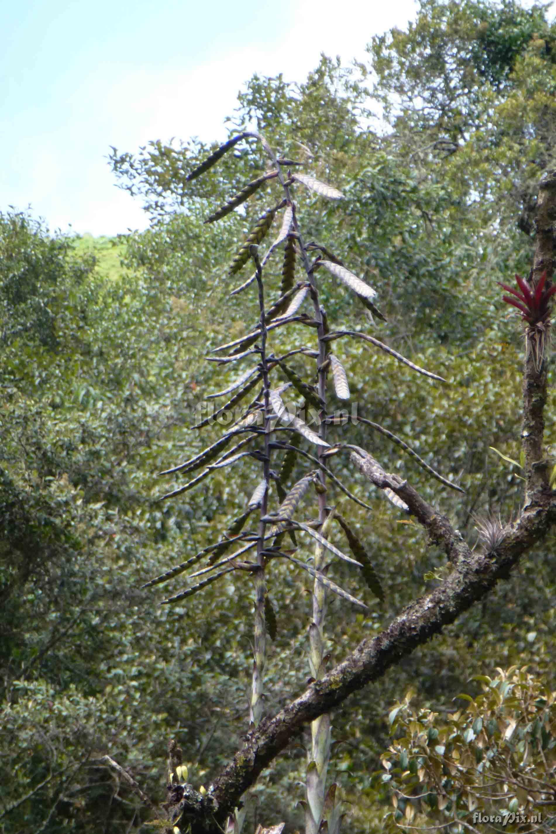 Tillandsia clavigera