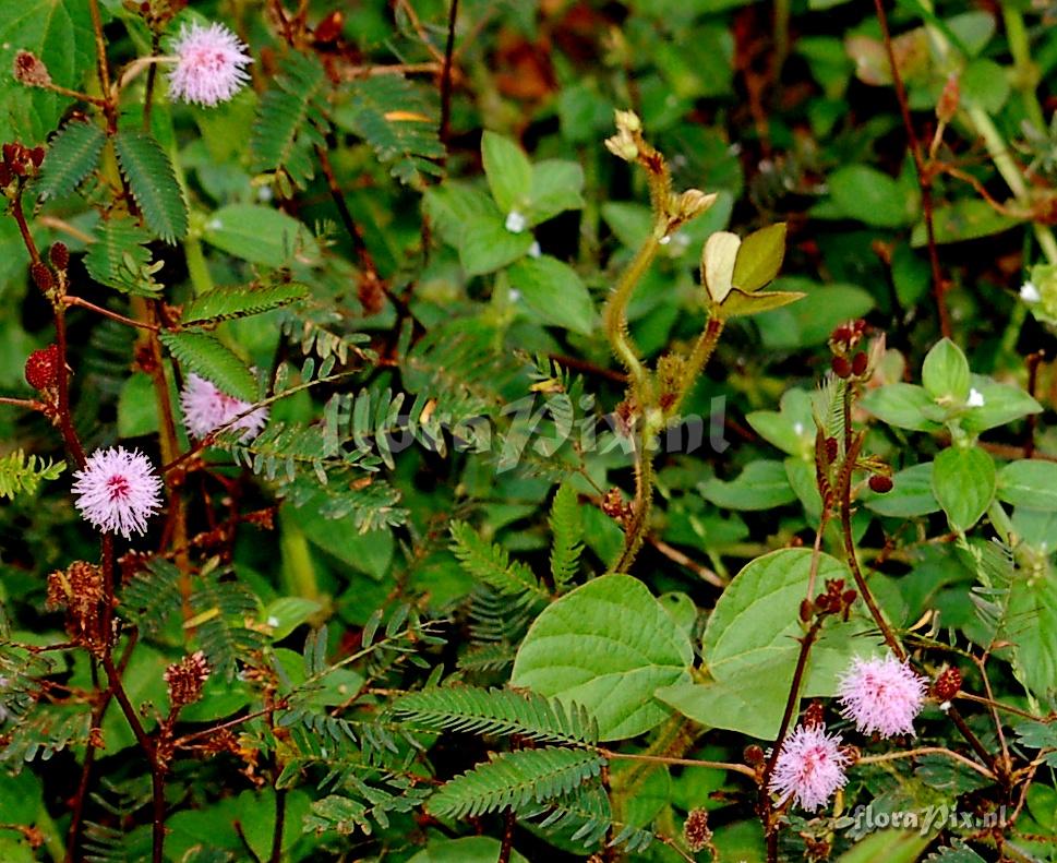 Mimosa pudica Leguminosae