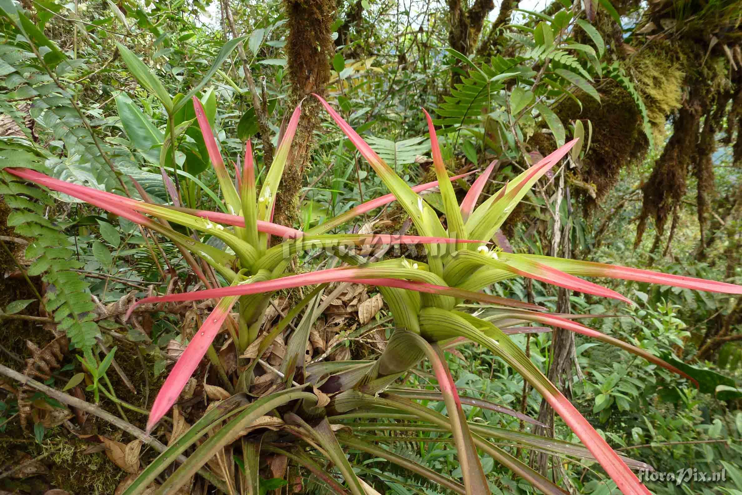 Guzmania adscendens