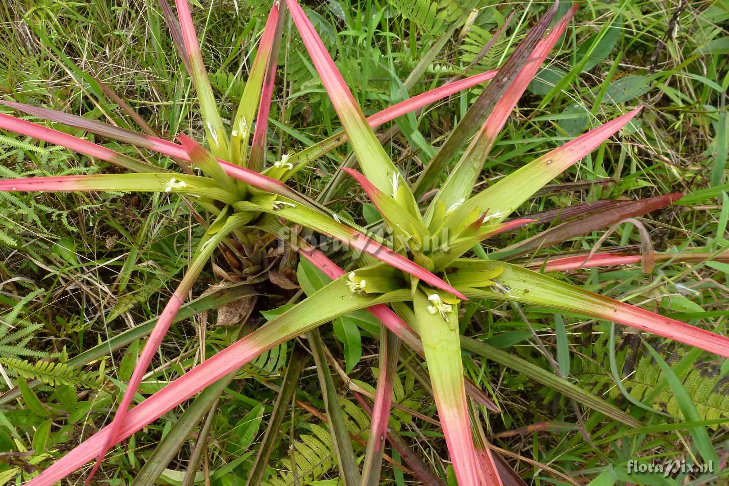 Guzmania adscendens