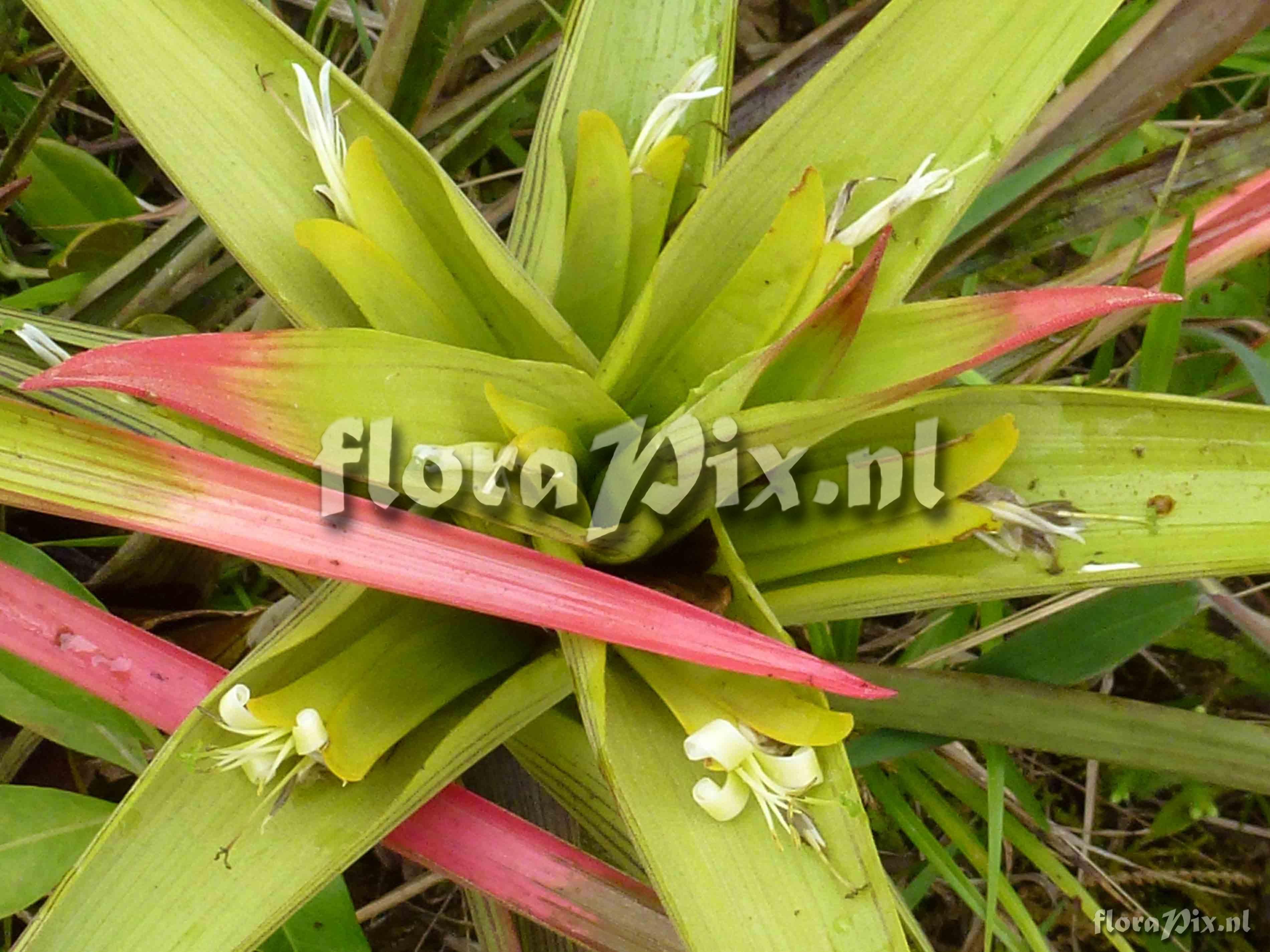 Guzmania adscendens