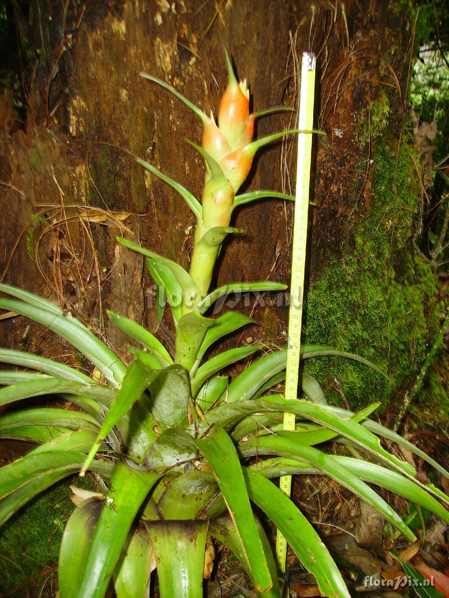 Tillandsia ponderosa