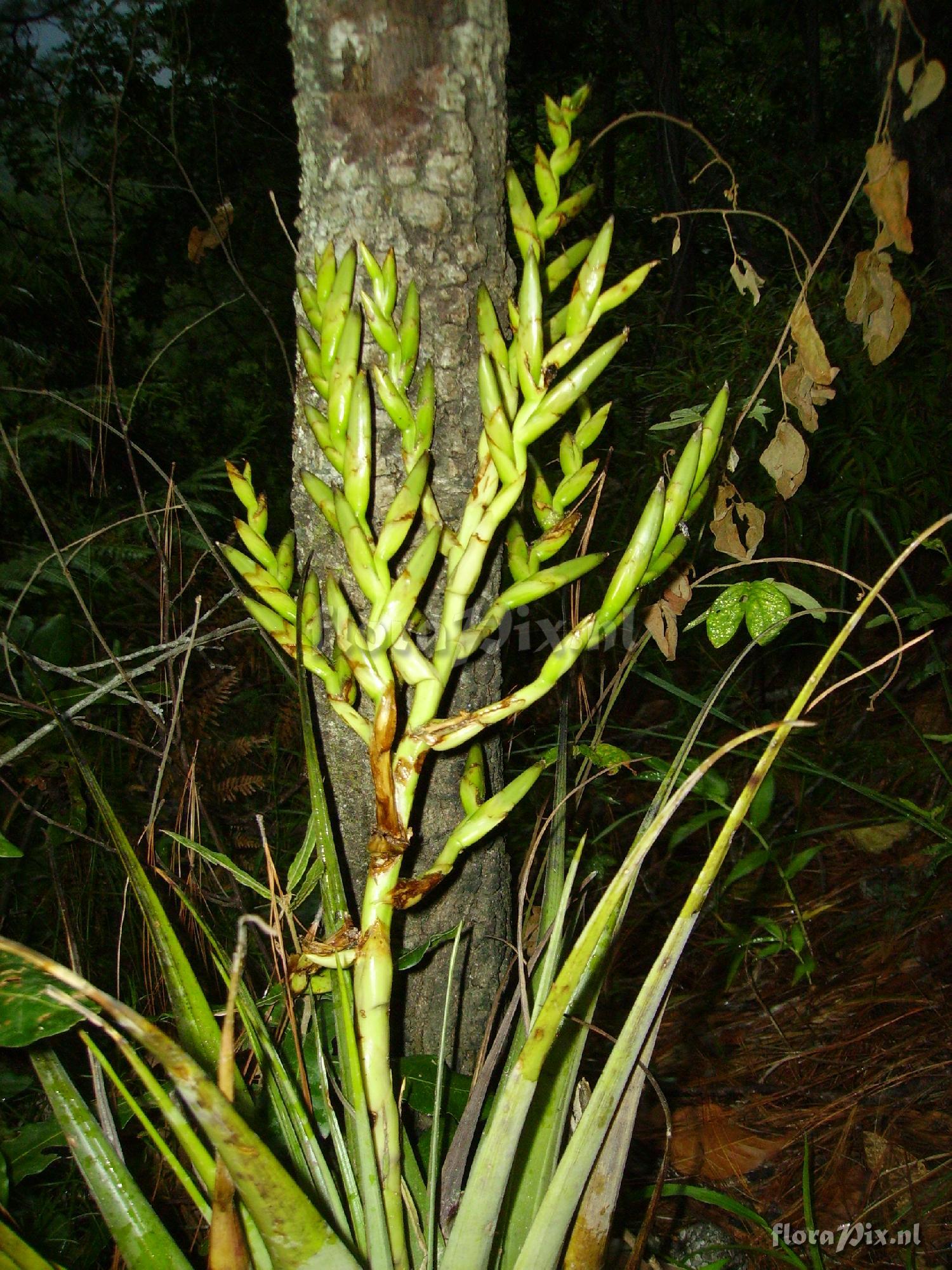 Tillandsia comitanensis