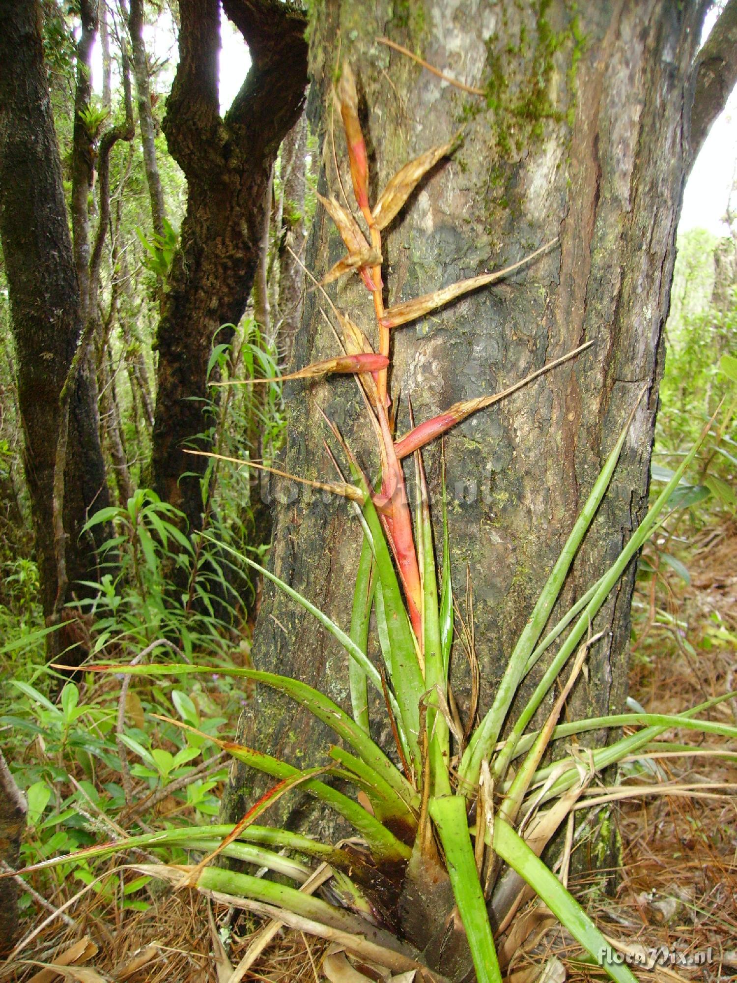 Tillandsia hybrid?