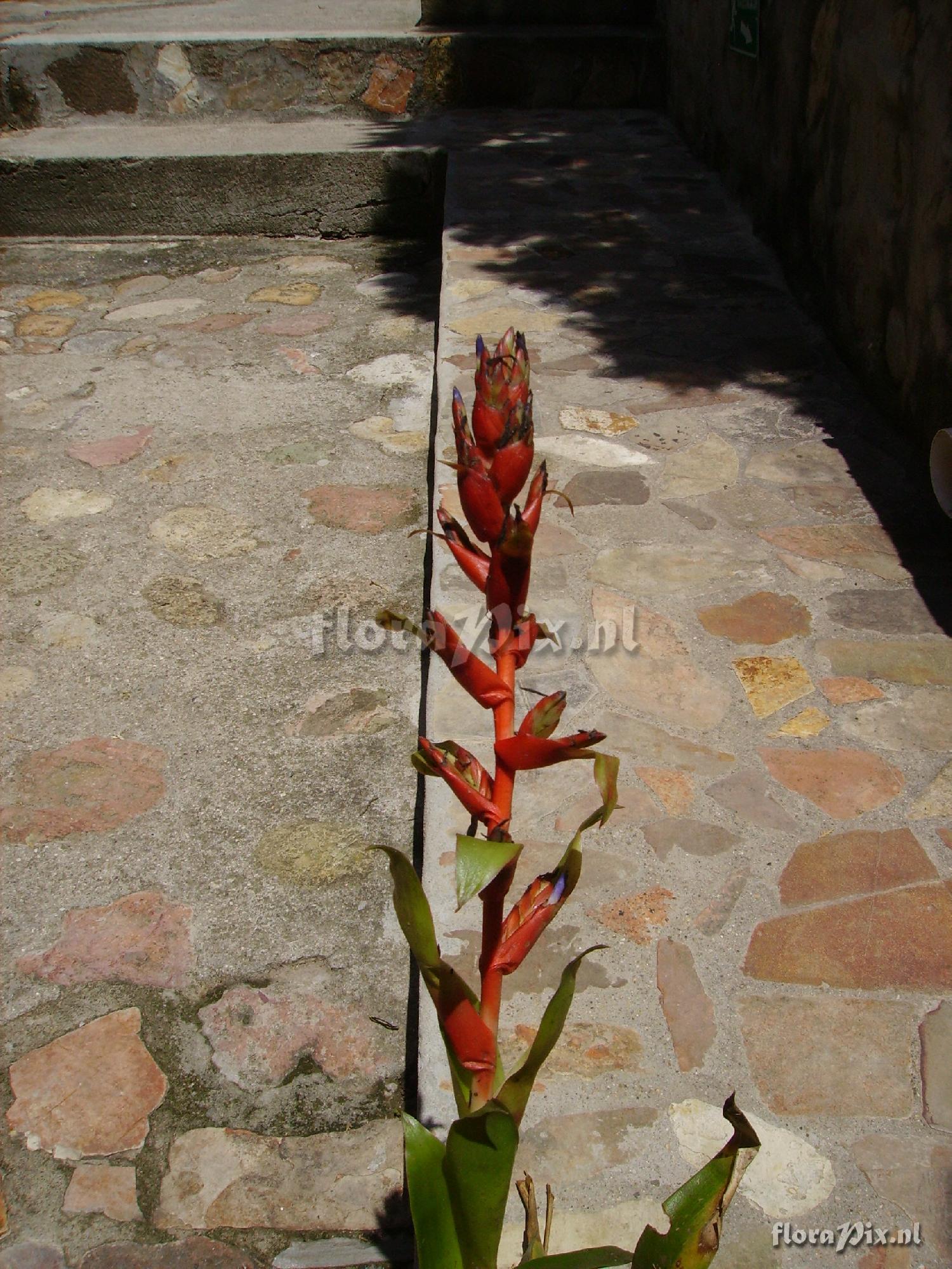 Tillandsia guatemalensis