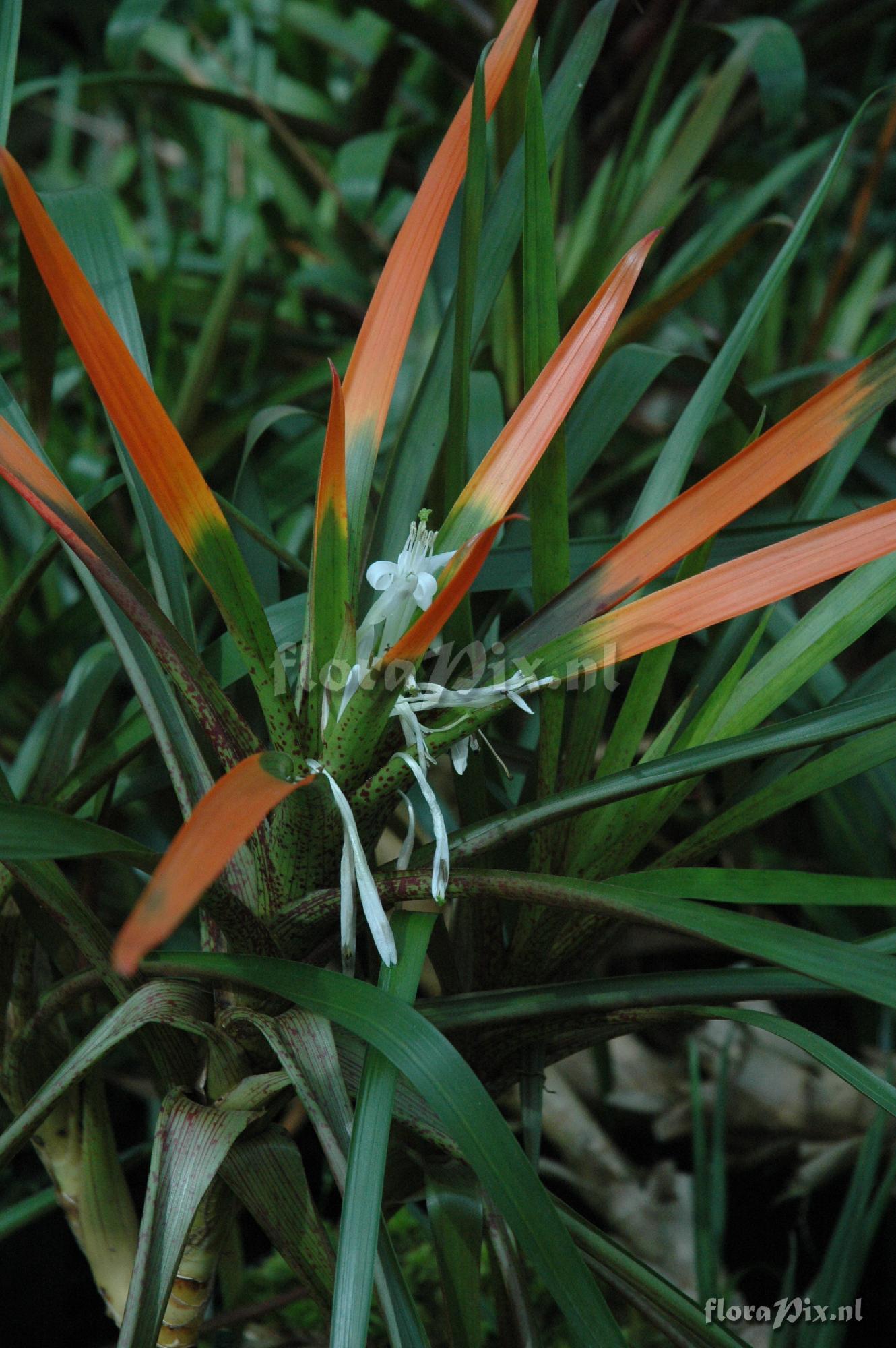 Guzmania nidularioides