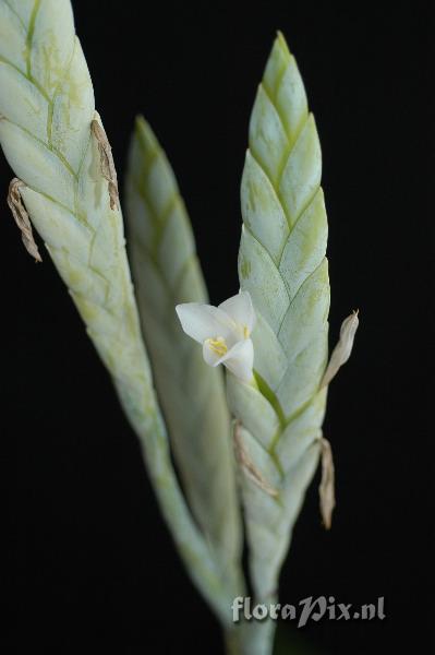 Tillandsia heterophylla