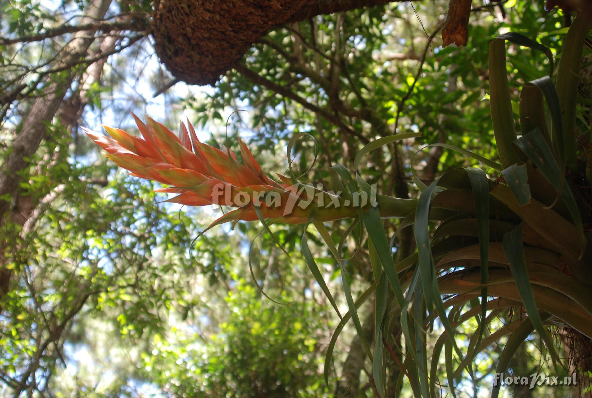 Tillandsia ponderosa