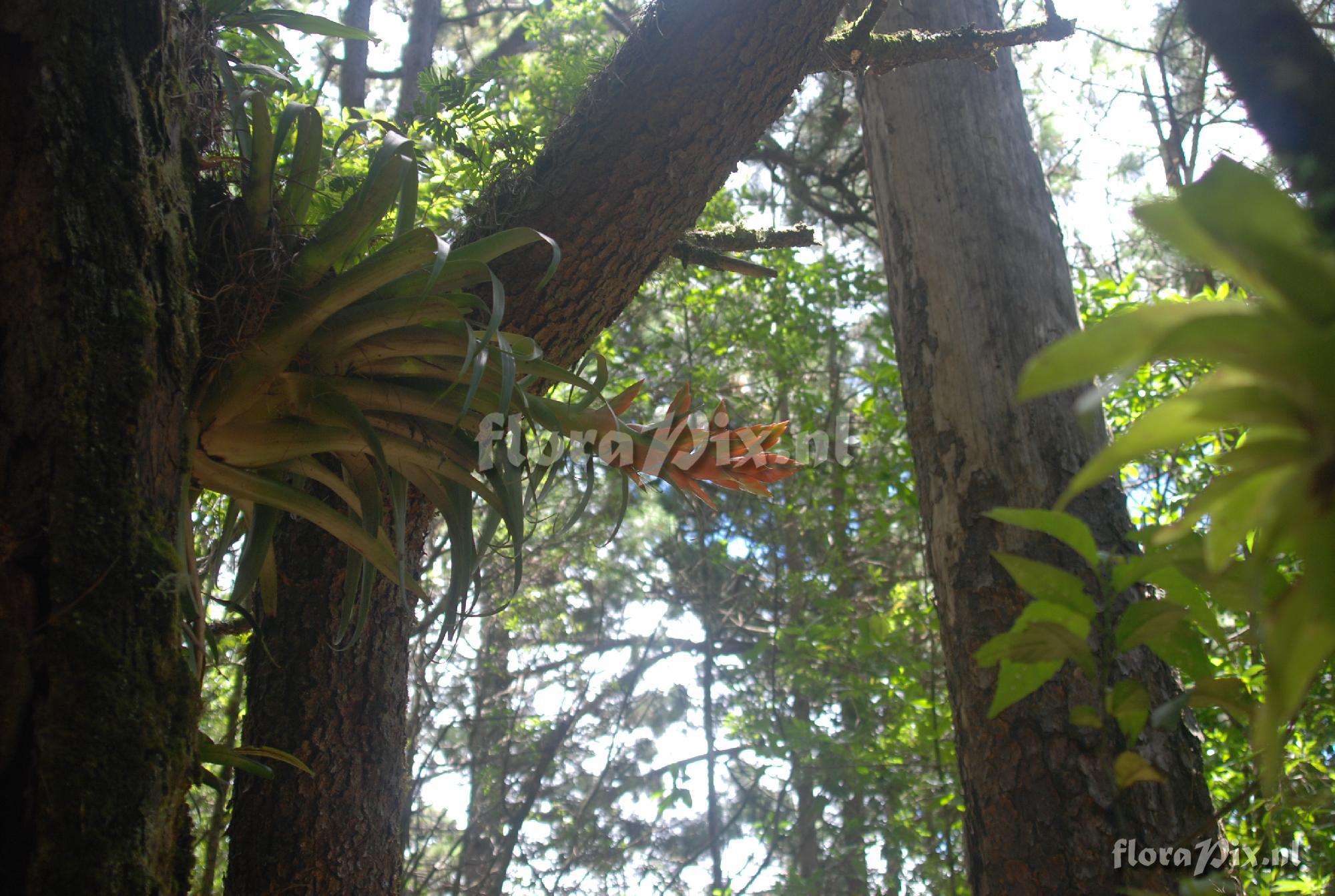 Tillandsia ponderosa