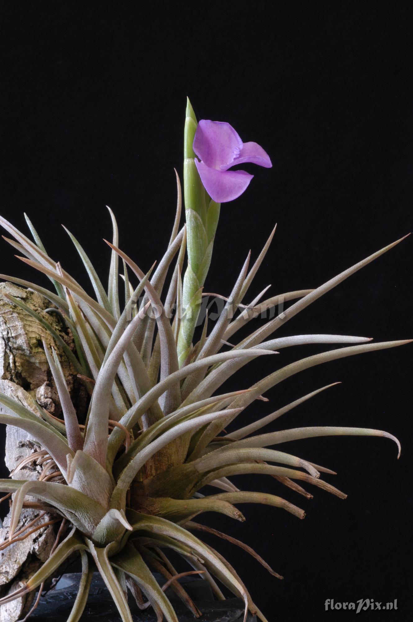 Tillandsia esseriana