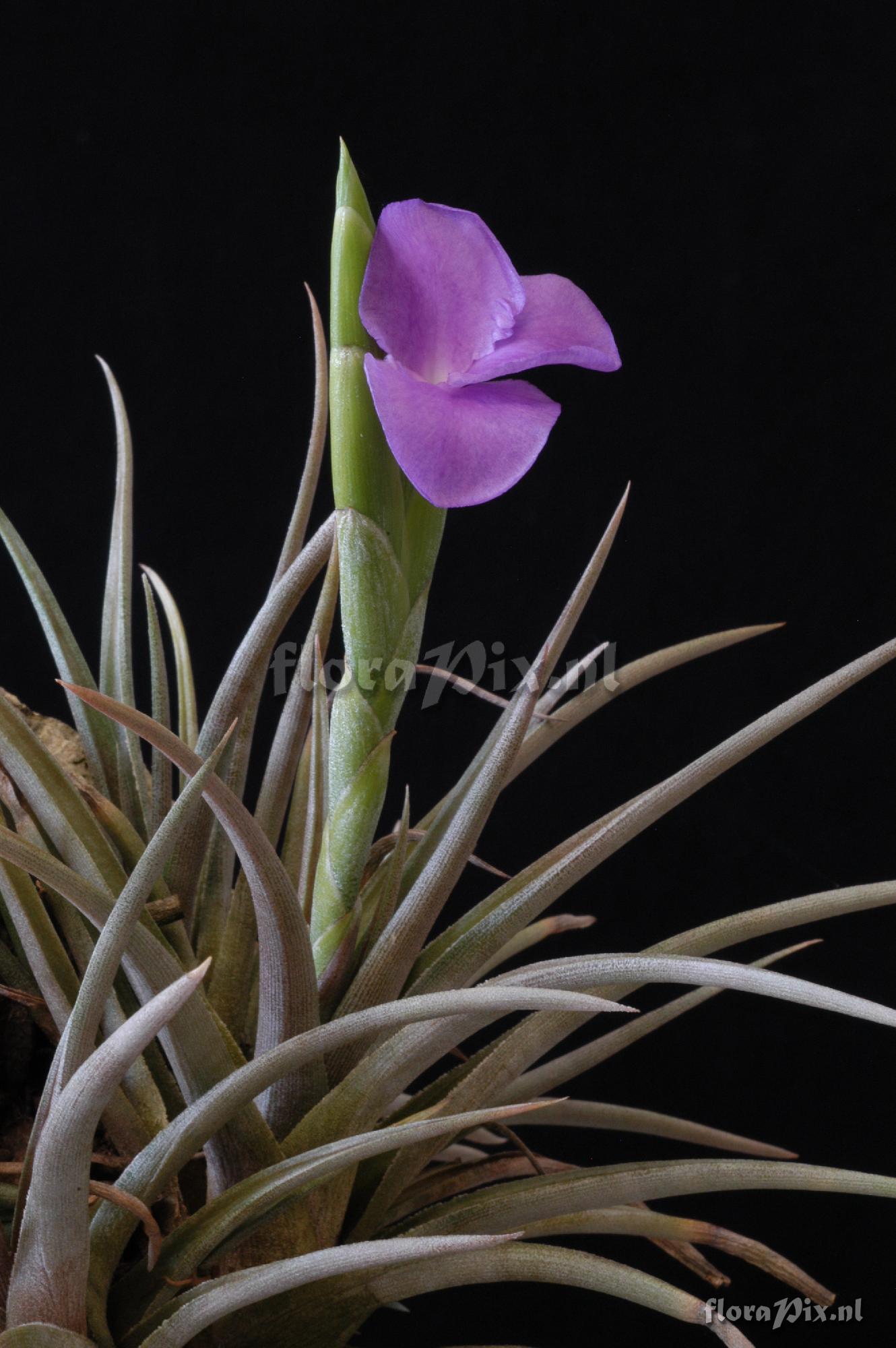 Tillandsia esseriana