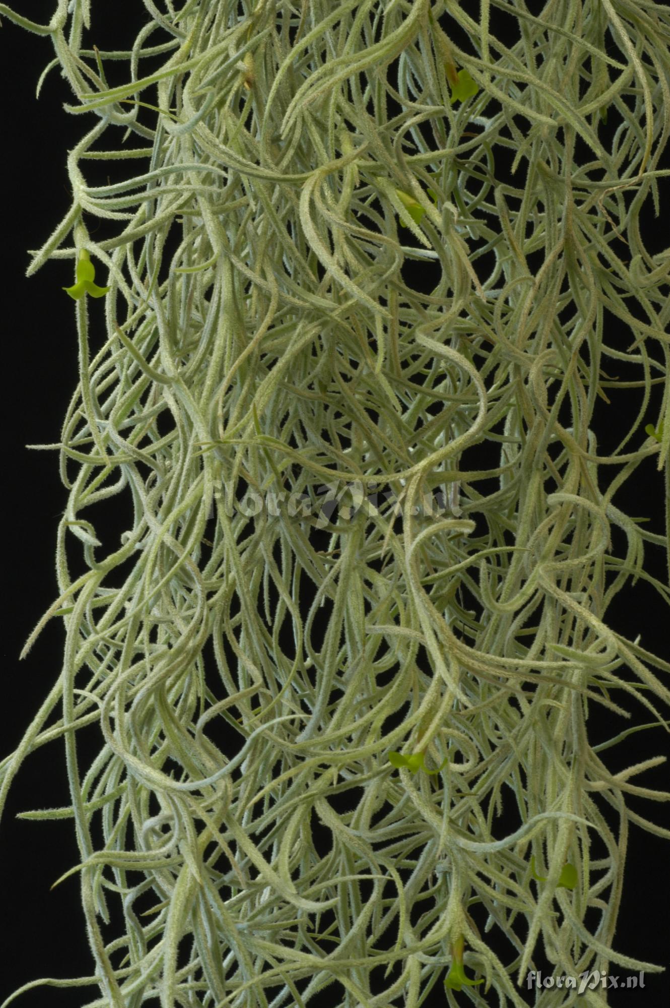 Tillandsia usneoides