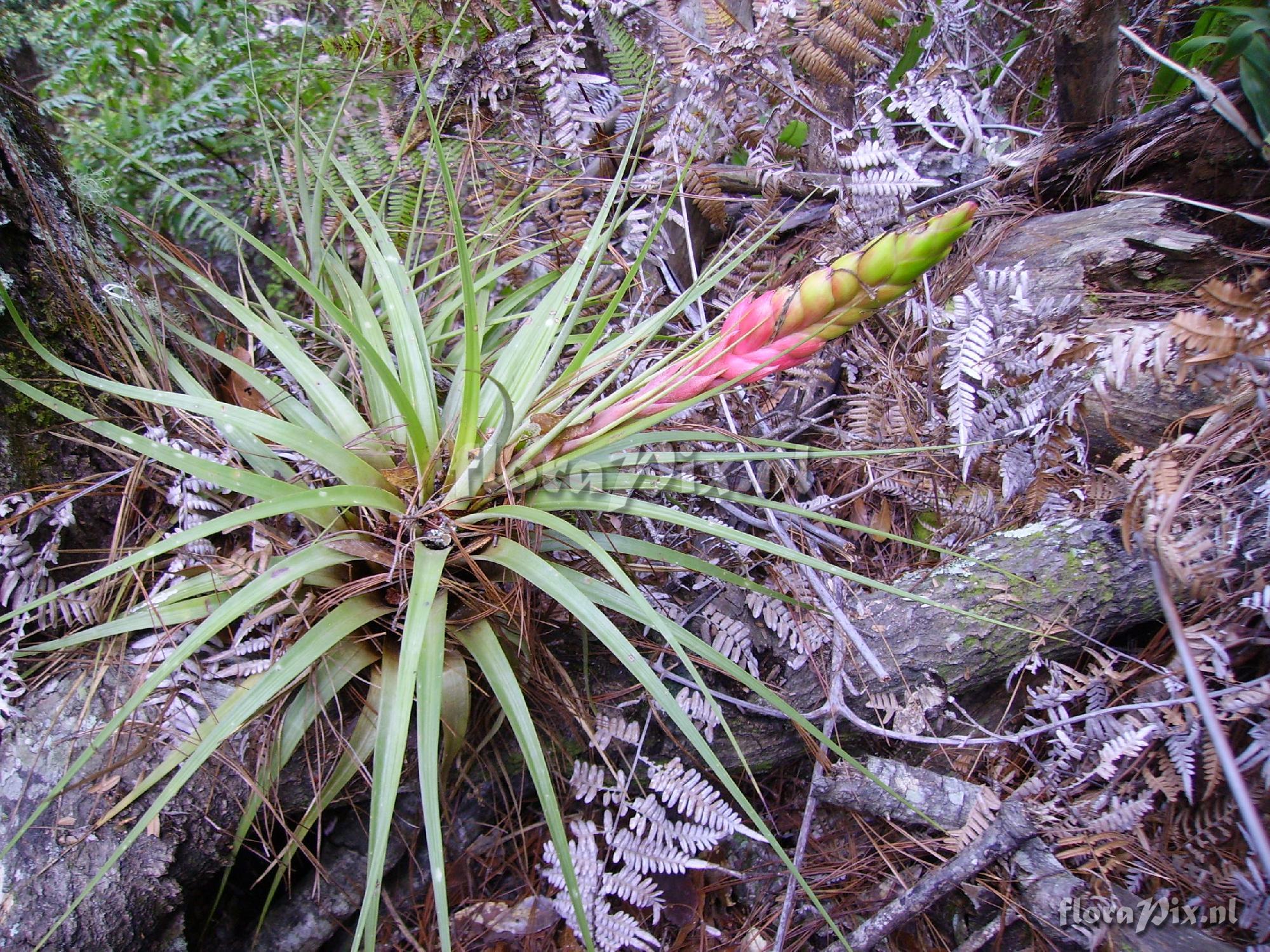 Tillandsia spec.