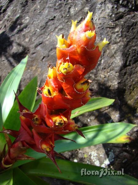 Mezobromelia sp.nov.