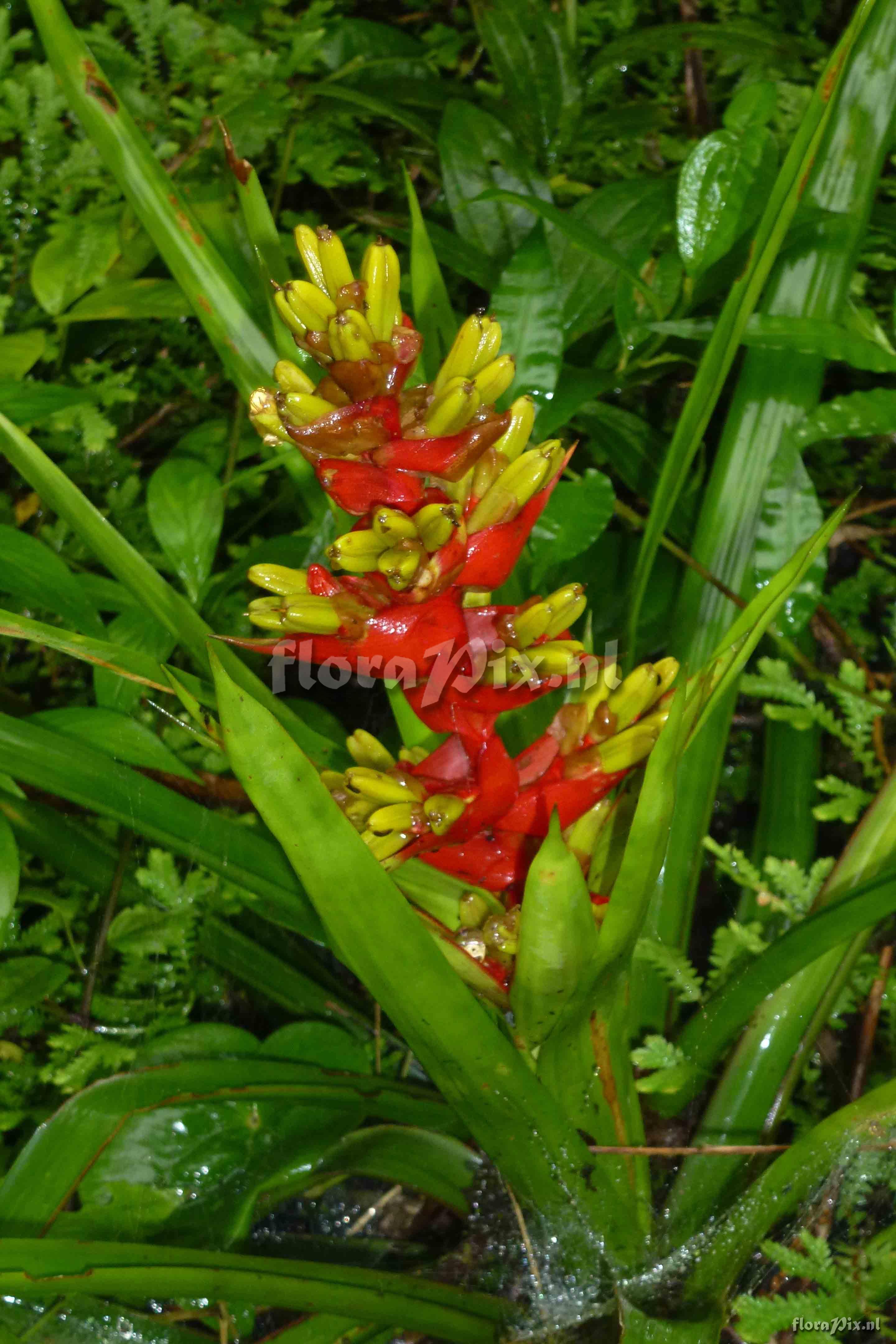 Guzmania donnellsmithii