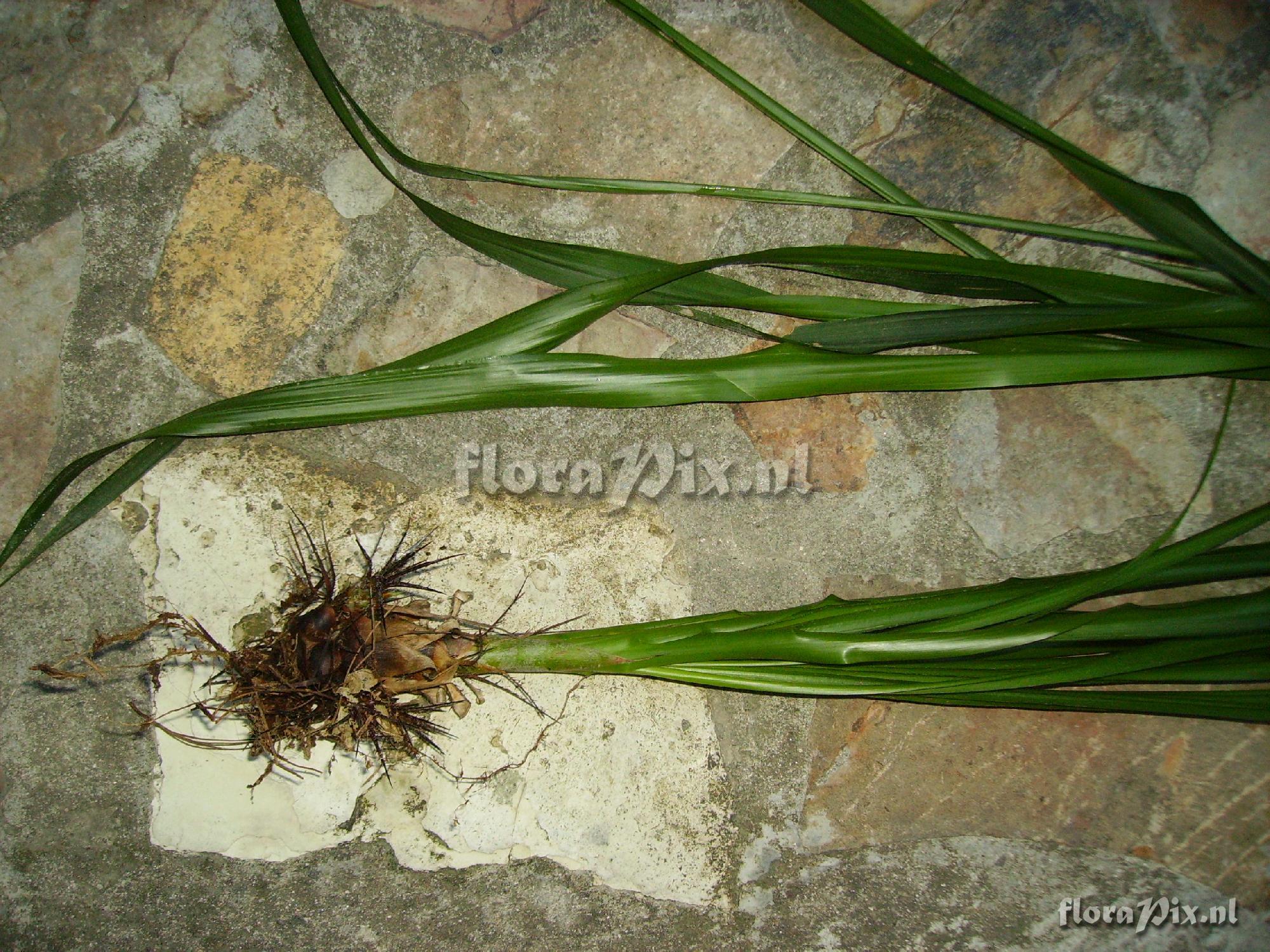 Pitcairnia heterophylla