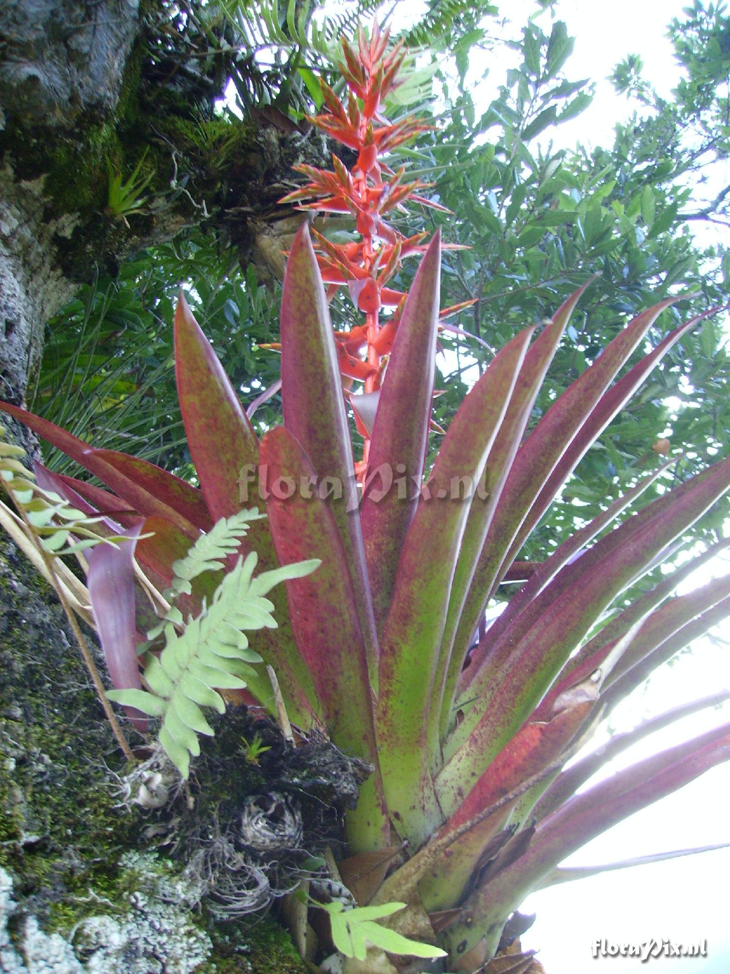 Tillandsia guatemalensis