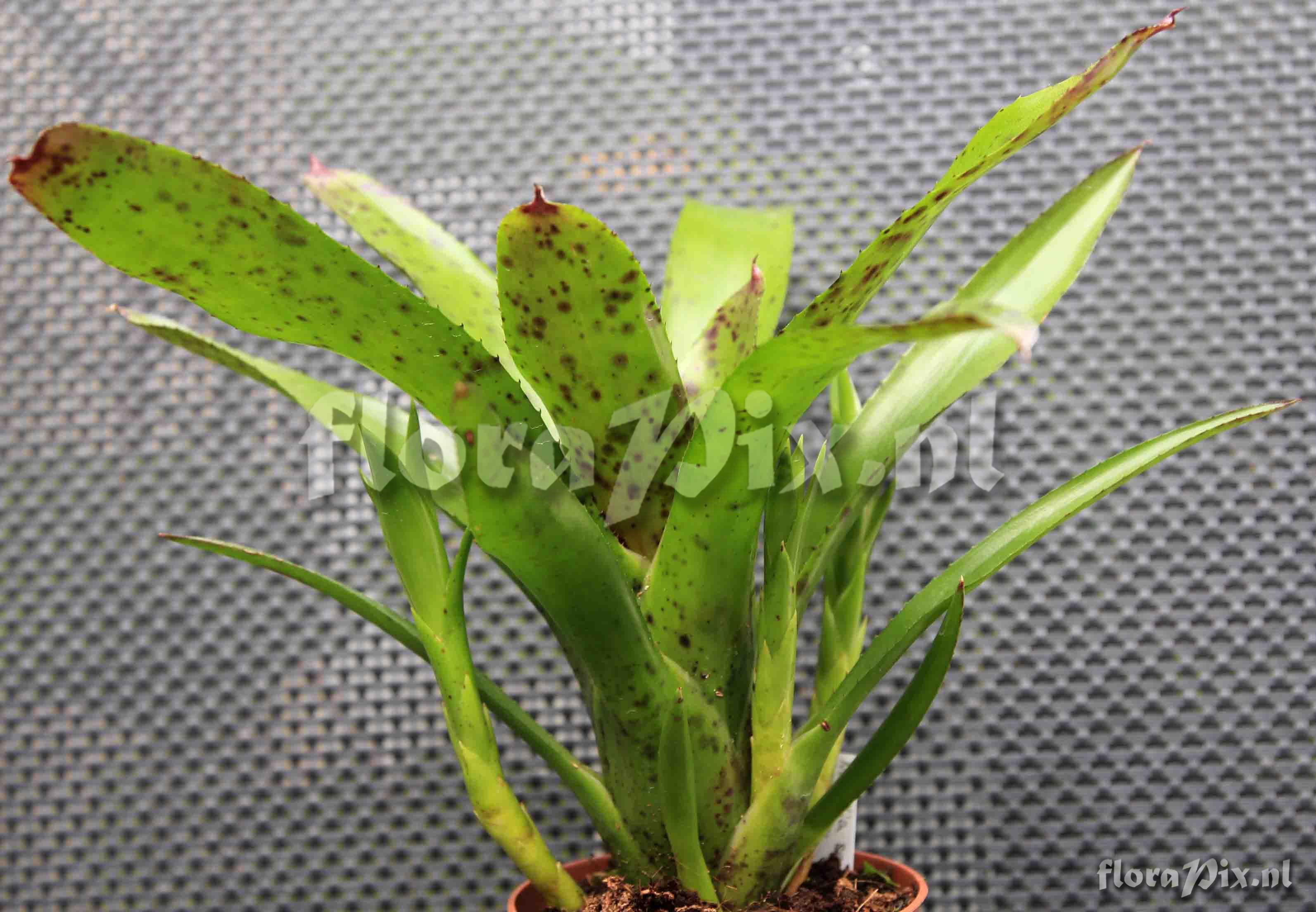 Neoregelia Hybr.