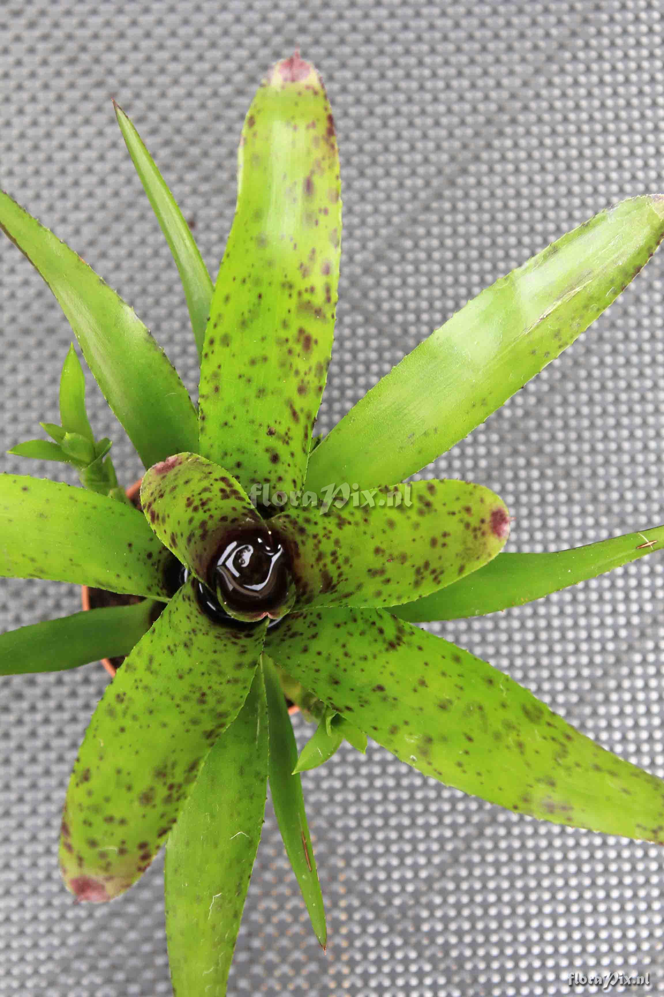 Neoregelia Hybr.