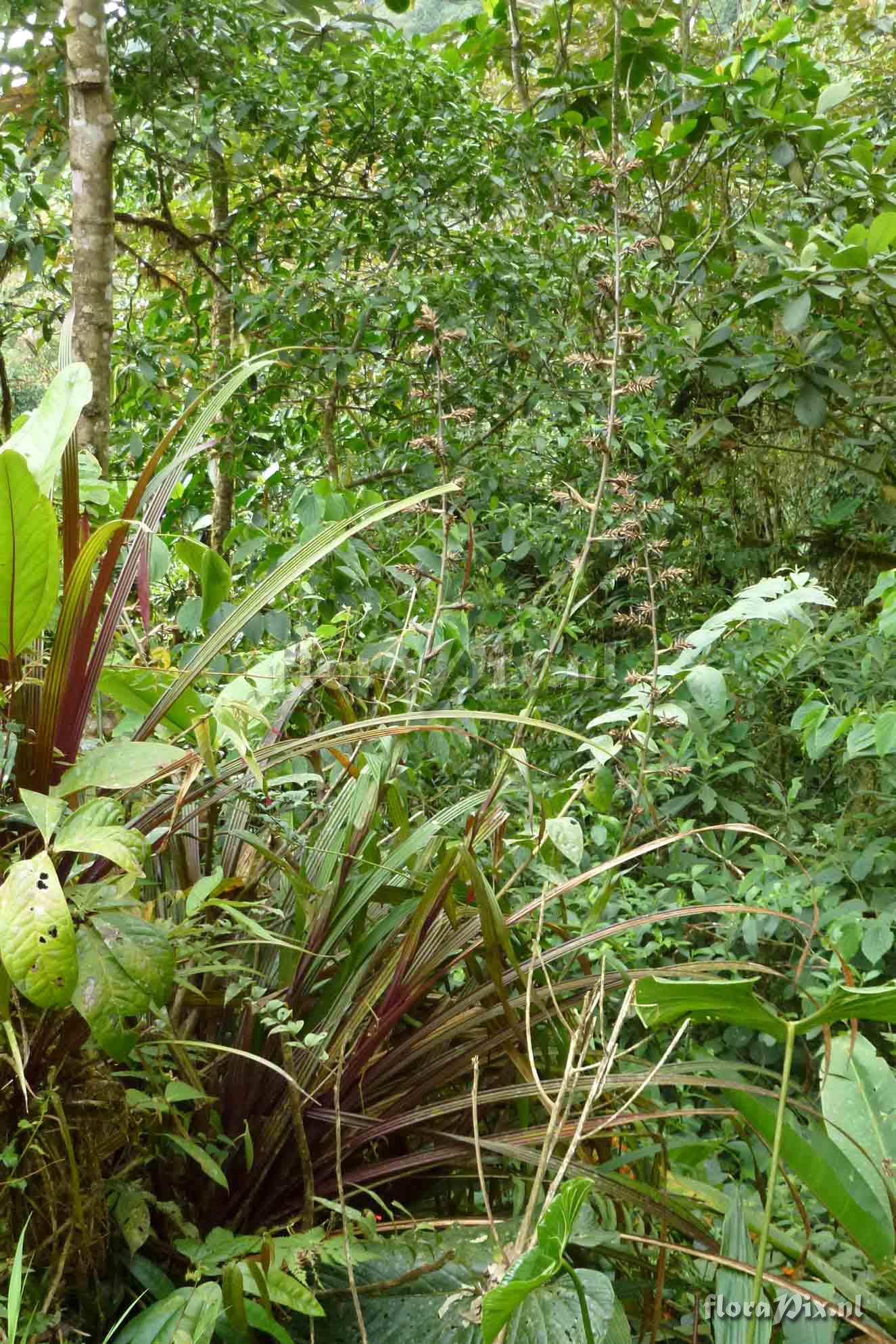 Guzmania hollinensis