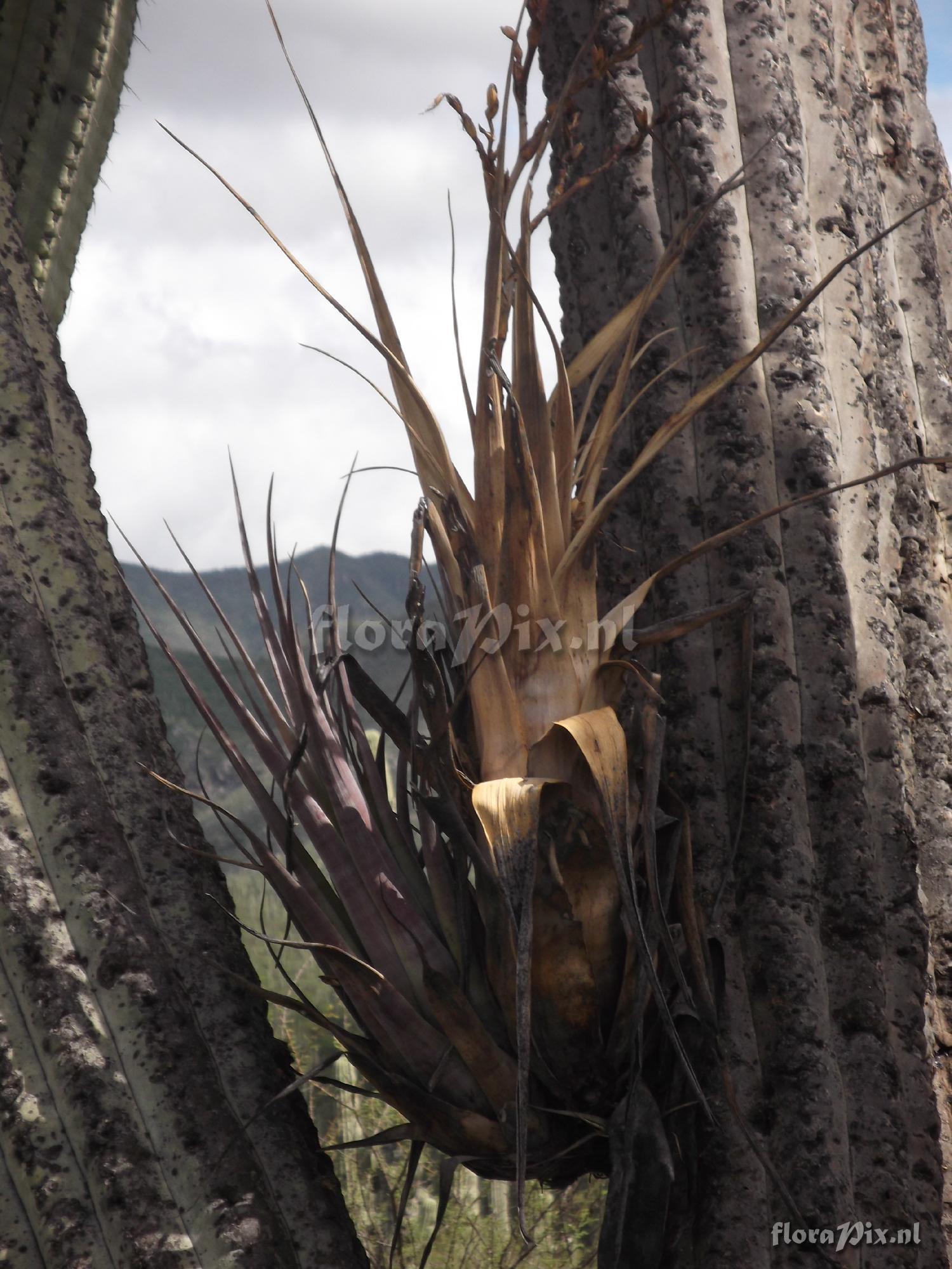 Tillandsia tehuacana