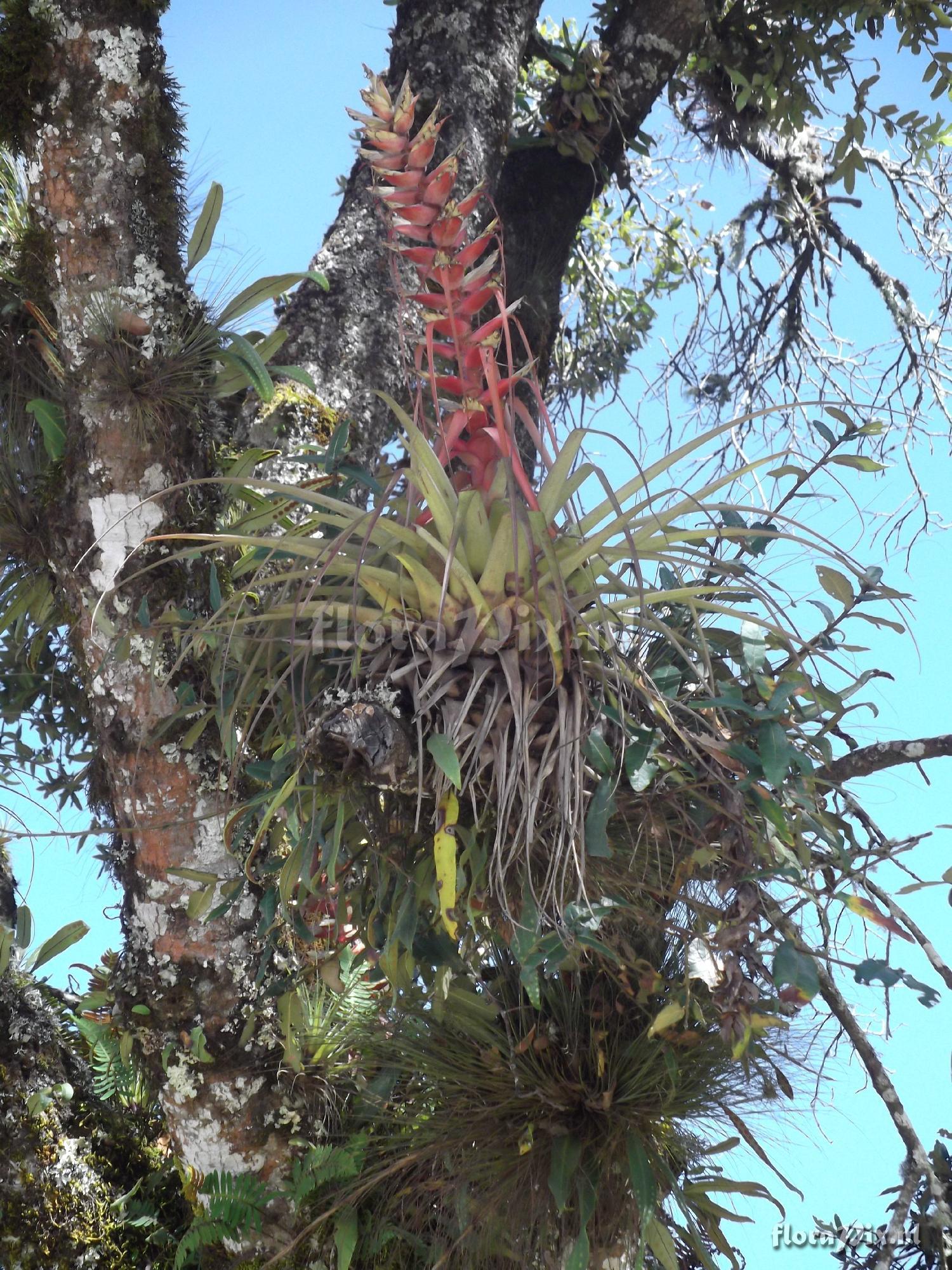 Tillandsia nuyooensis