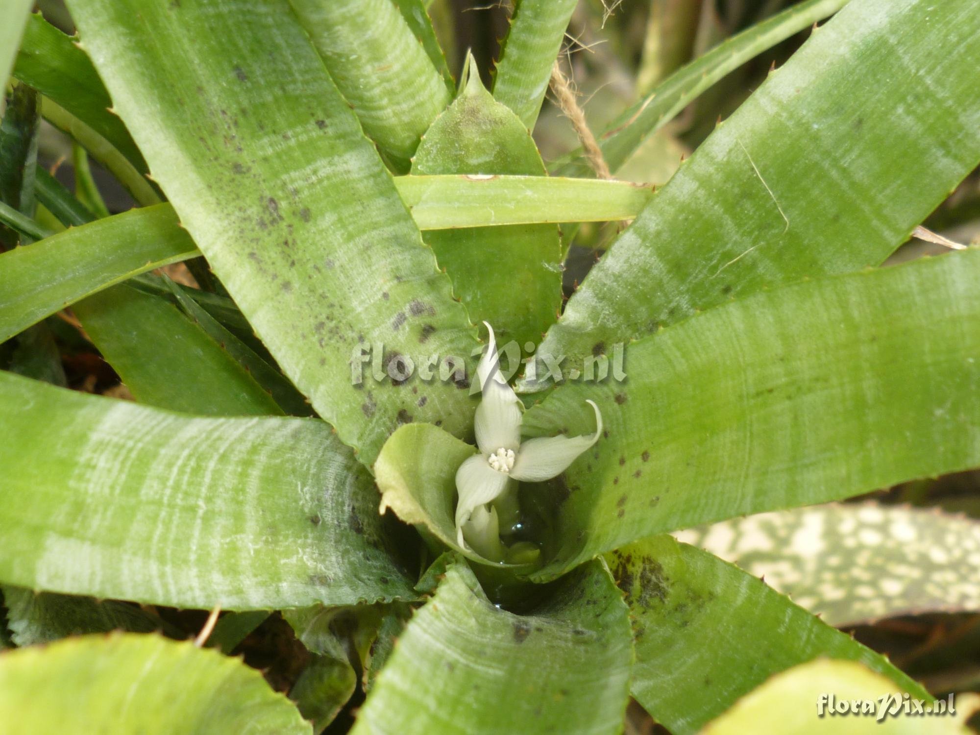 Neoregelia pauciflora