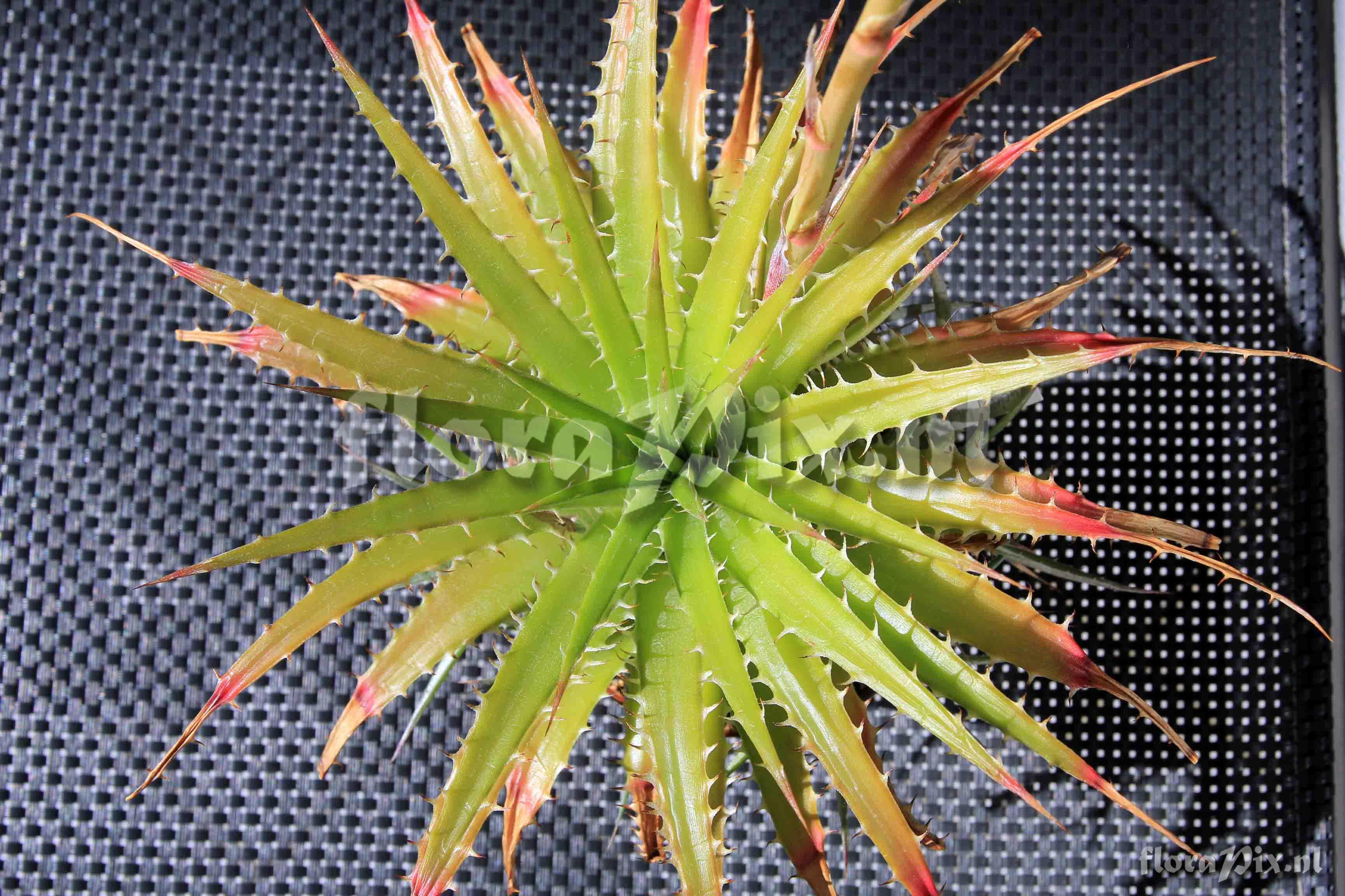 Dyckia hebdingii