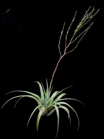 Tillandsia makoyana