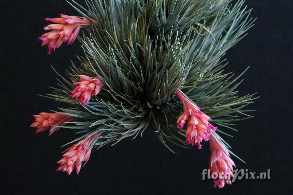 Tillandsia kautskyi