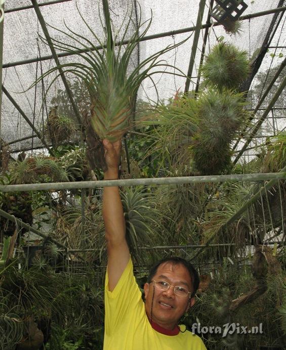 Tillandsia caput-medusae (distichous form)