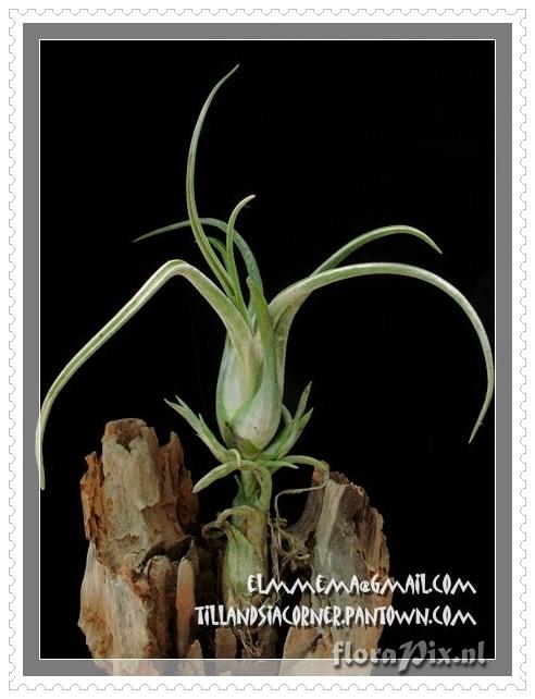 Tillandsia caput-medusae (vivipara form)