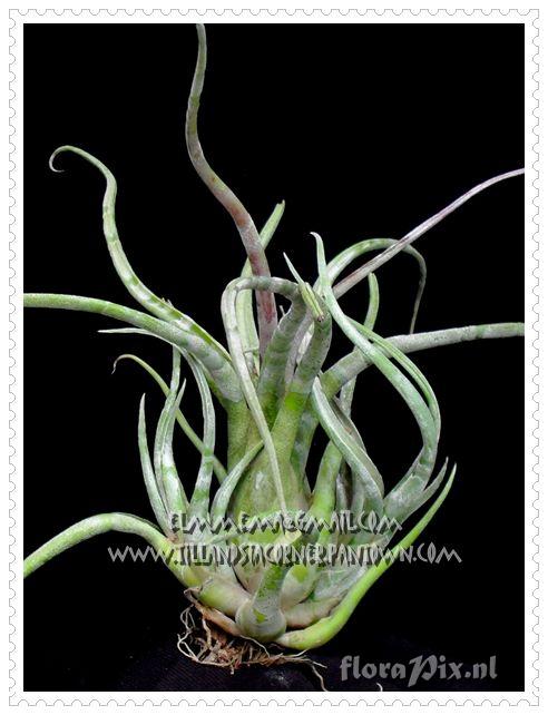 Tillandsia caput-medusae (banded form)