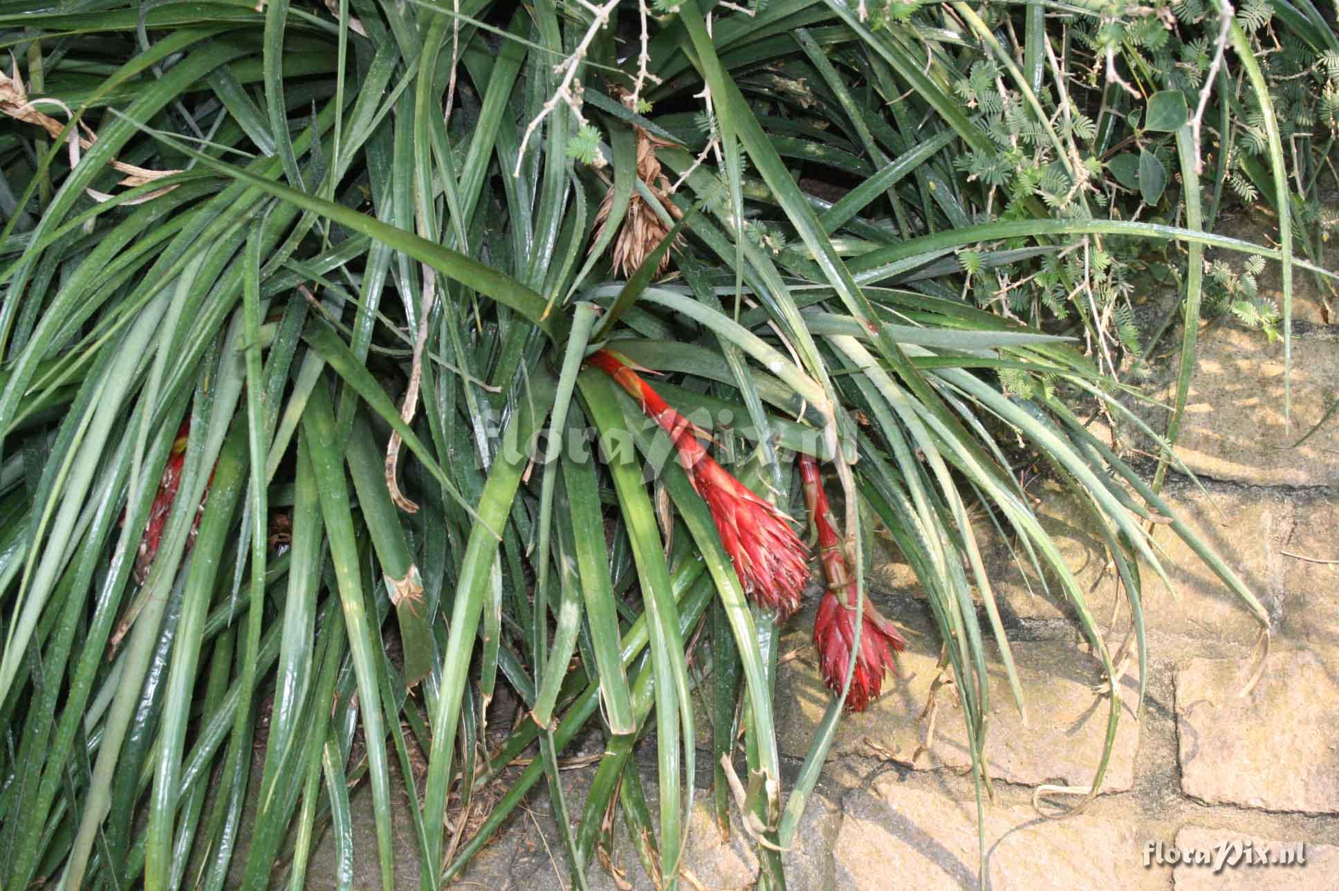 Aechmea recurvata 