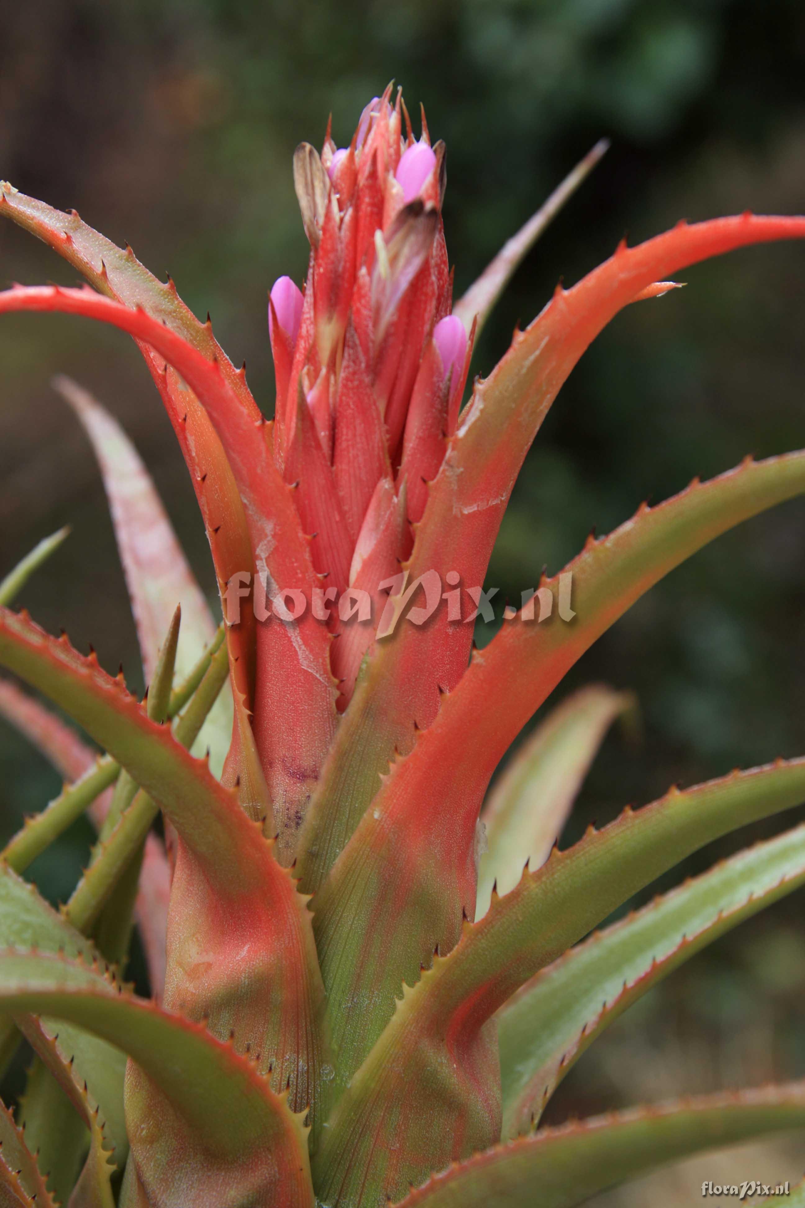 Aechmea recurvata 