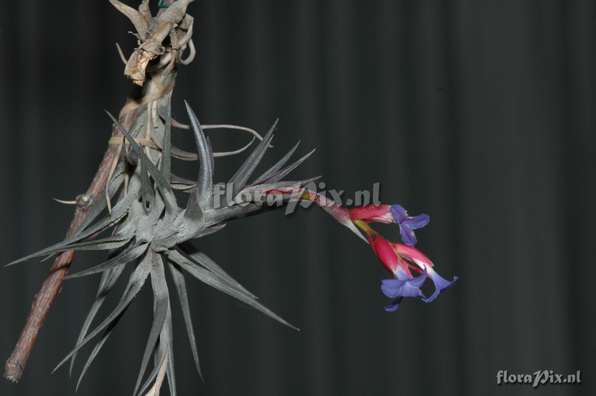 Tillandsia jonesi