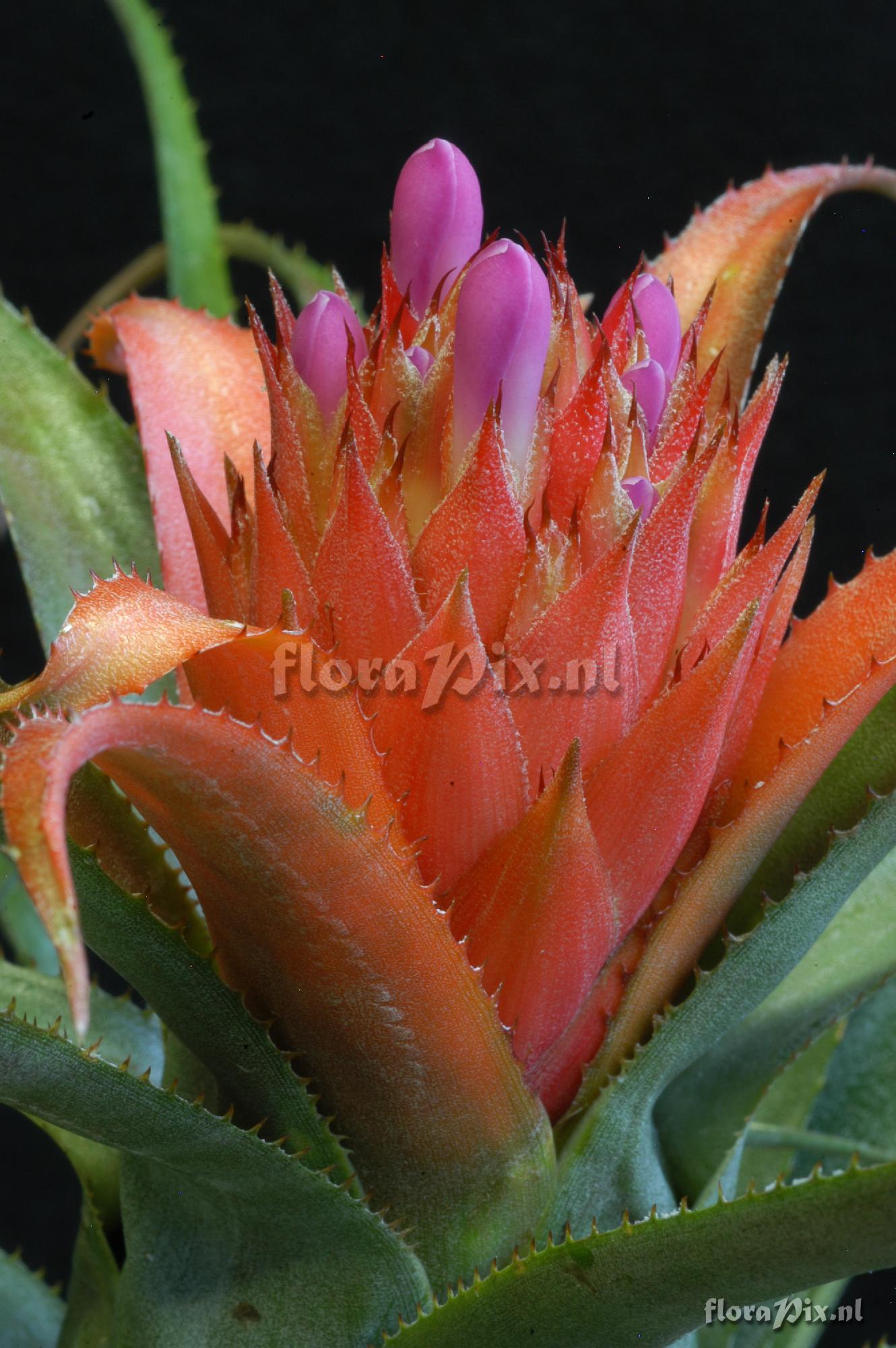 Aechmea recurvata var. ortgiesii 