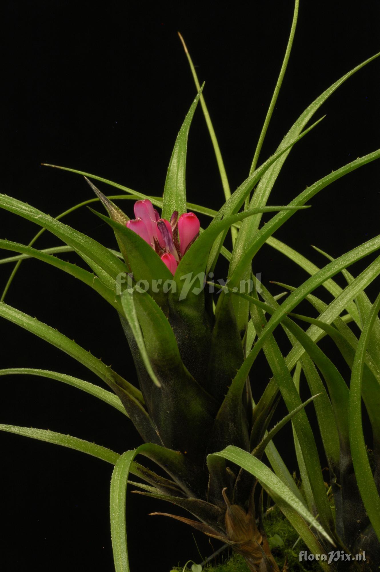 Aechmea recurvata var. benrathii 