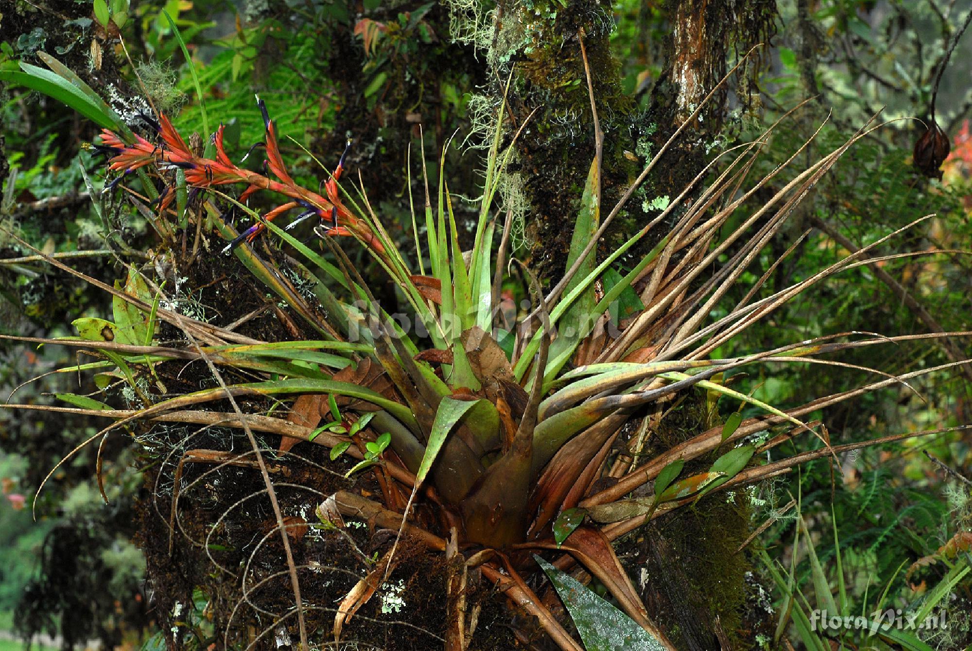 Tillandsia sp.