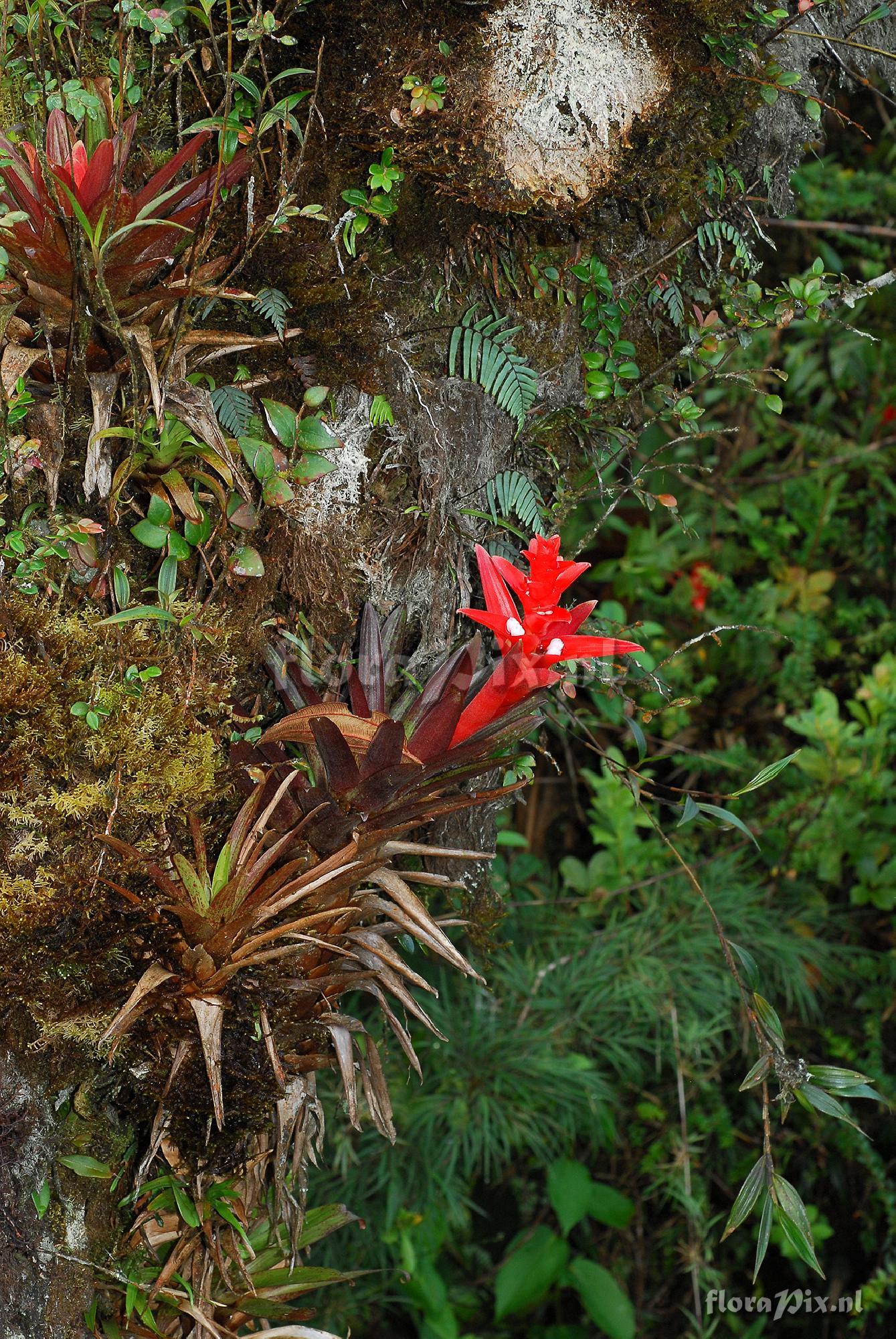 Guzmania mosquerae