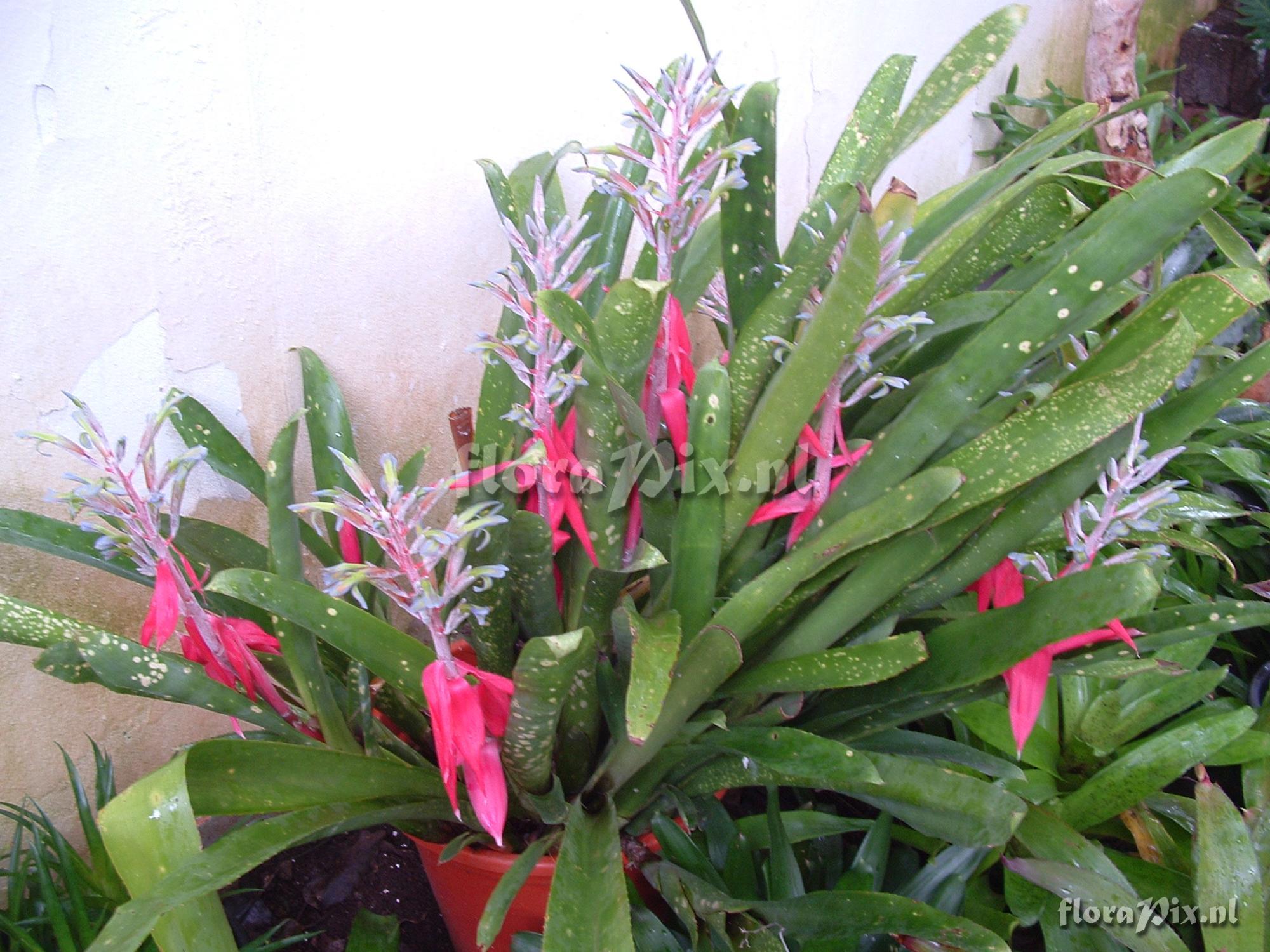 Billbergia macrocalyx