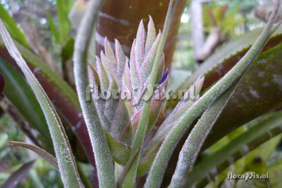 Tillandsia selleriana