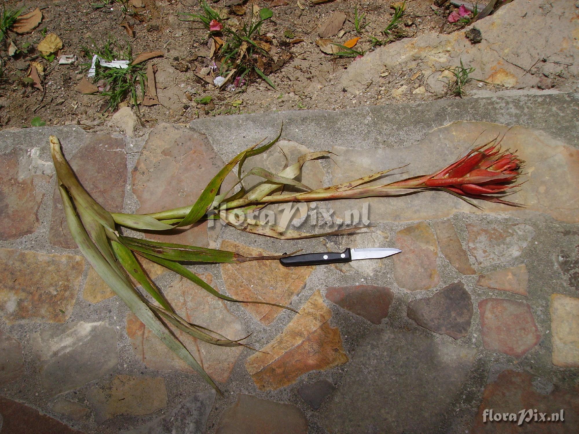 Tillandsia mateoensis