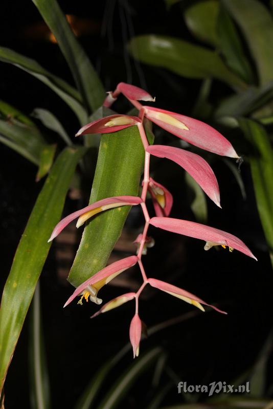 Billbergia iridifolia