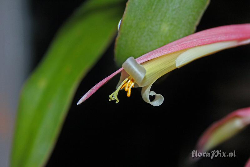 Billbergia iridifolia