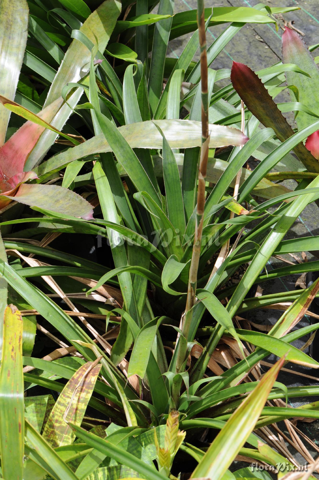 Werauhia pectinata